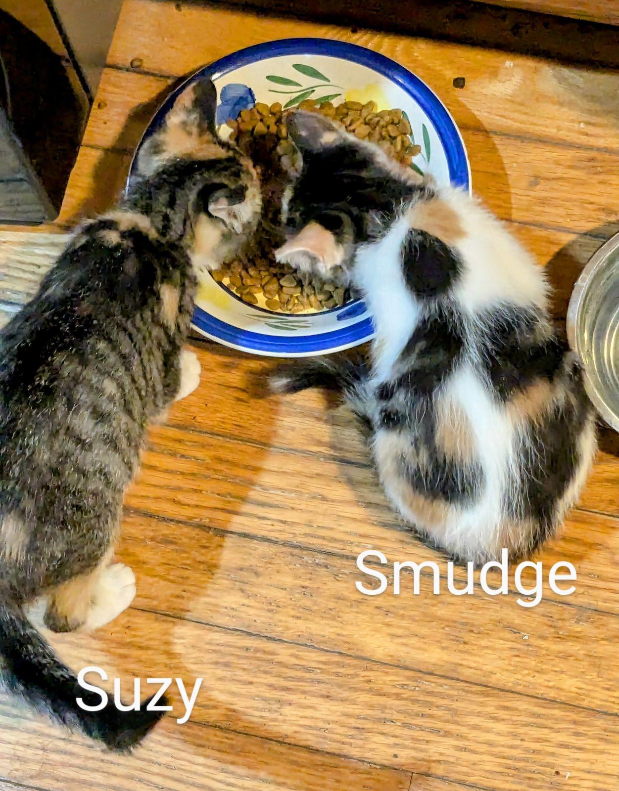 Cat for adoption Smudge, a Domestic Short Hair in Mineral Point, WI