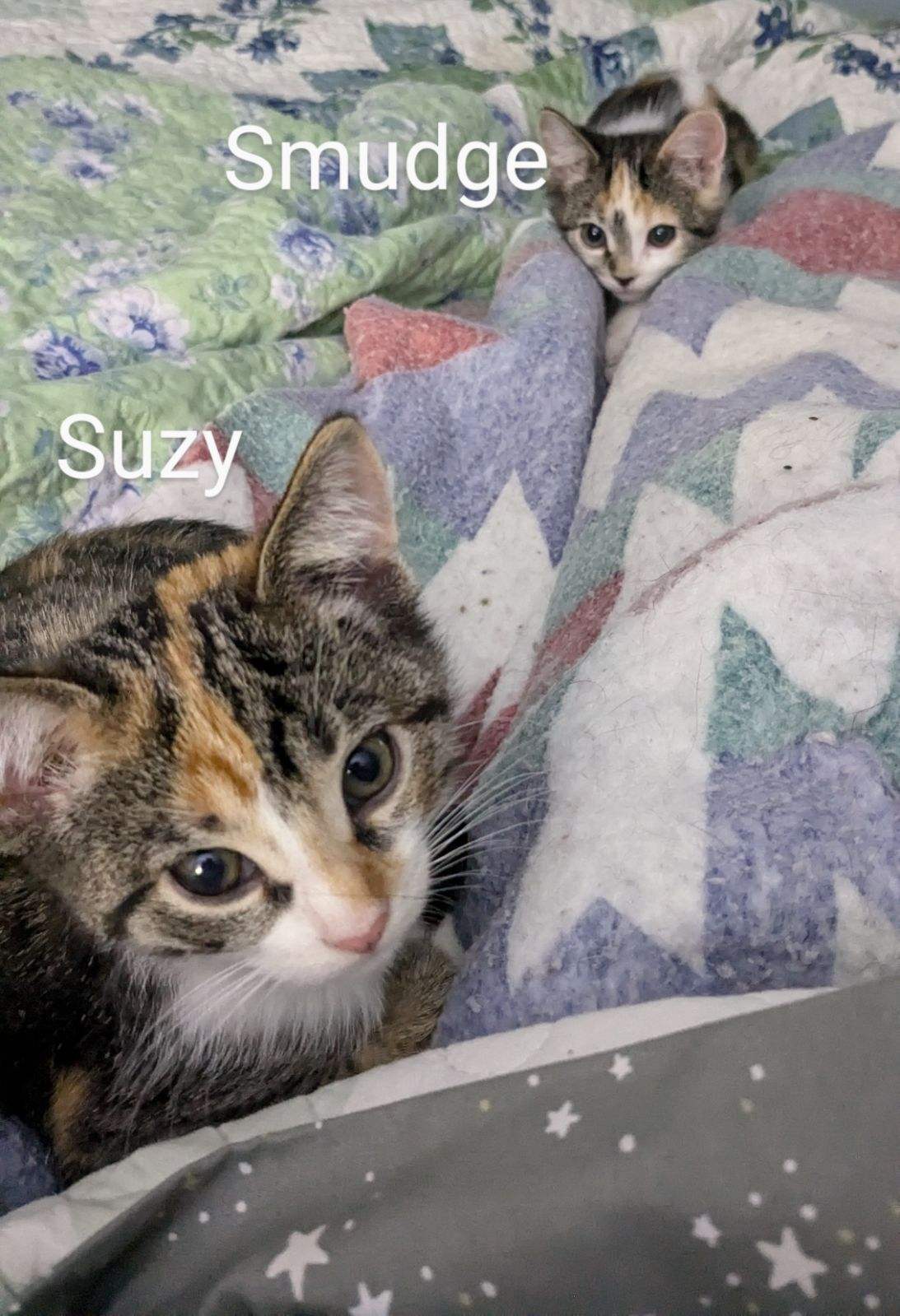 Cat for adoption Smudge, a Domestic Short Hair in Mineral Point, WI