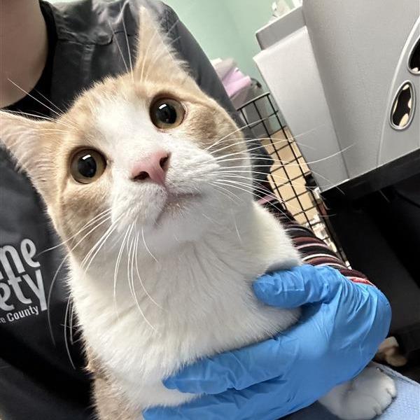 Enlarge Piglet, a Adoptable Domestic Short Hair in Tacoma, WA image 1/1