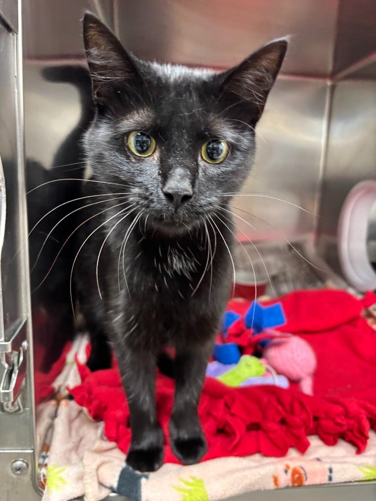 Raven, Adoptable, Young Female Domestic Short Hair.