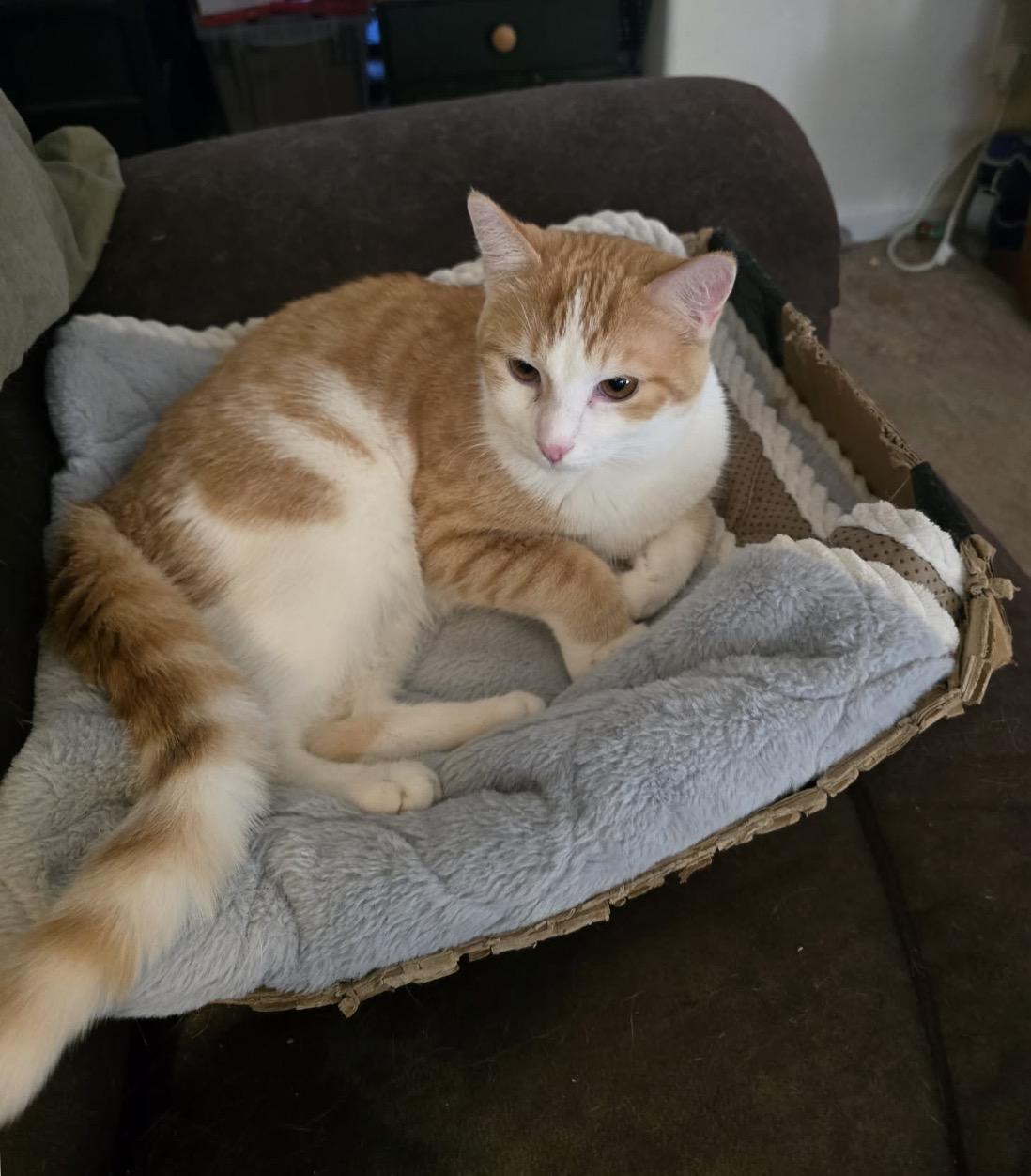 Tobey, an adoptable Domestic Short Hair in Maineville, OH image 6/6