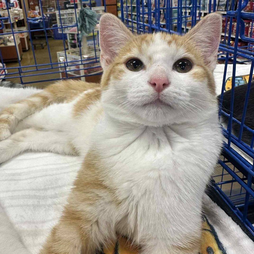 Tobey, an adoptable Domestic Short Hair in Maineville, OH image 2/6