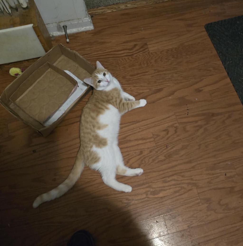 Tobey, an adoptable Domestic Short Hair in Maineville, OH image 4/6