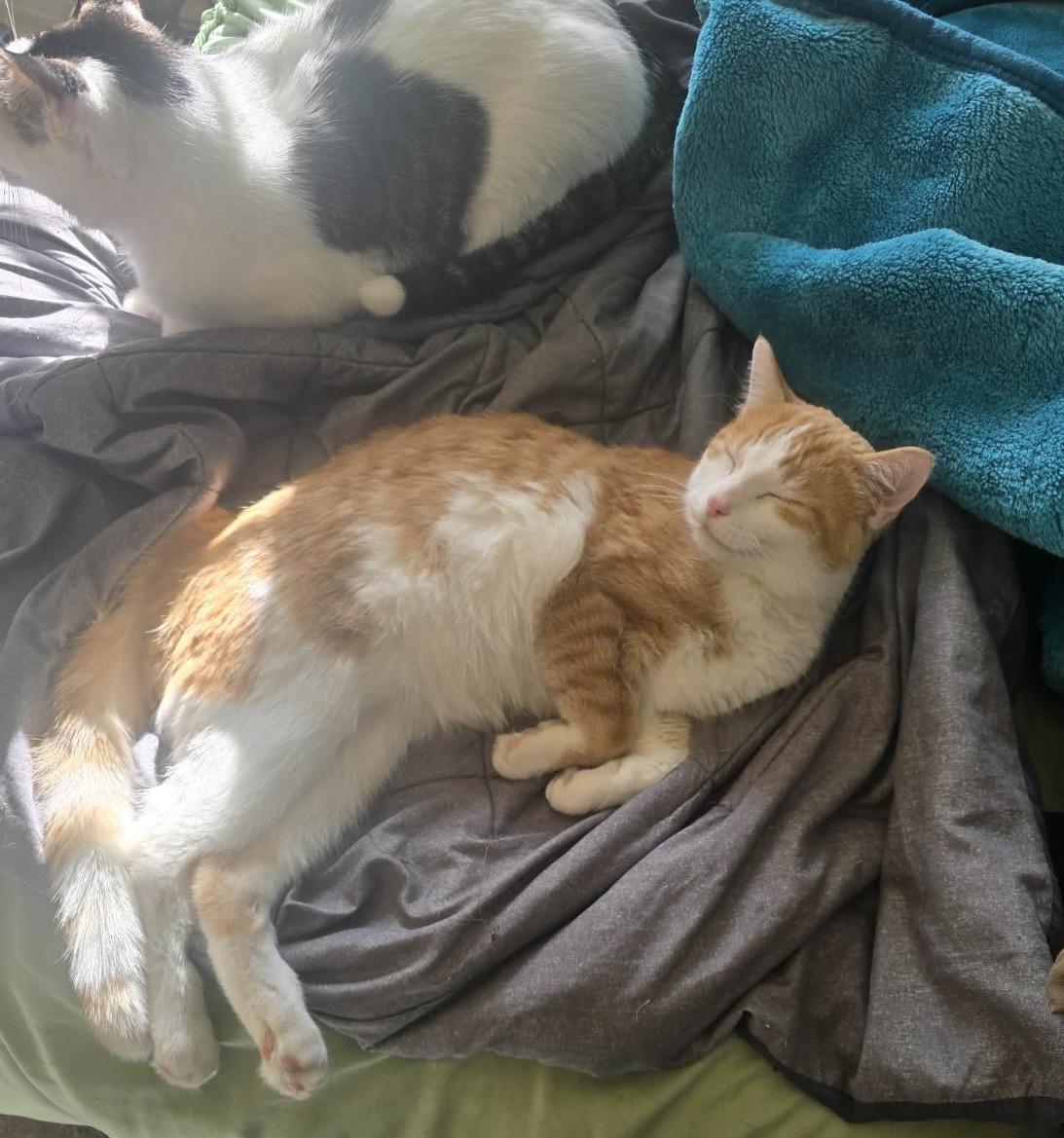 Tobey, an adoptable Domestic Short Hair in Maineville, OH image 5/6