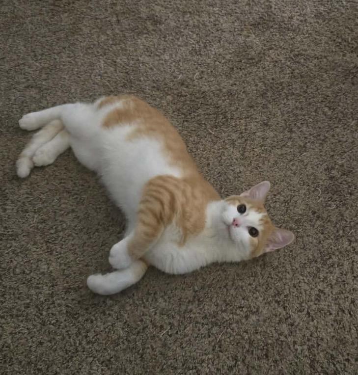 Tobey, an adoptable Domestic Short Hair in Maineville, OH image 1/6