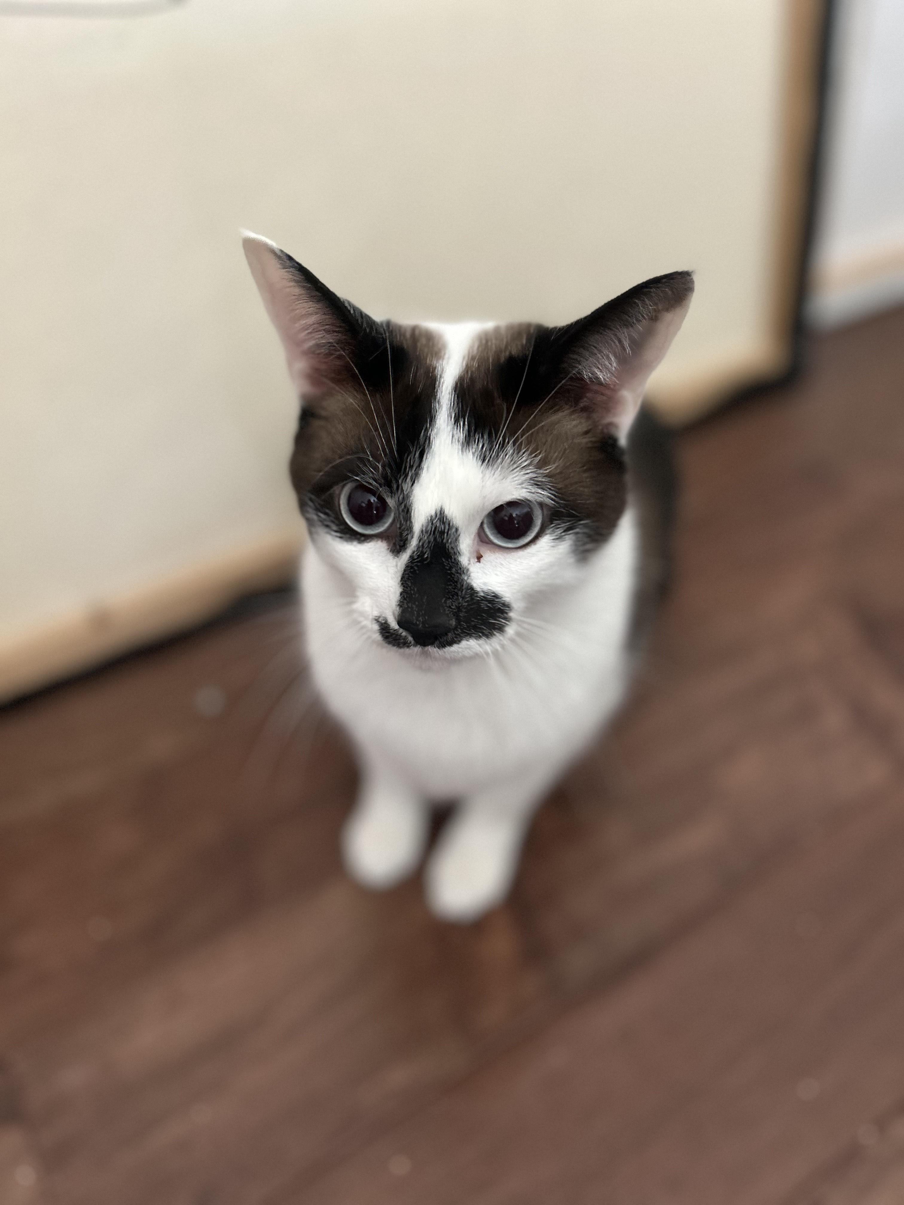 Enlarge Sunny II, a Adoptable American Shorthair in West Seneca, NY image 4/5