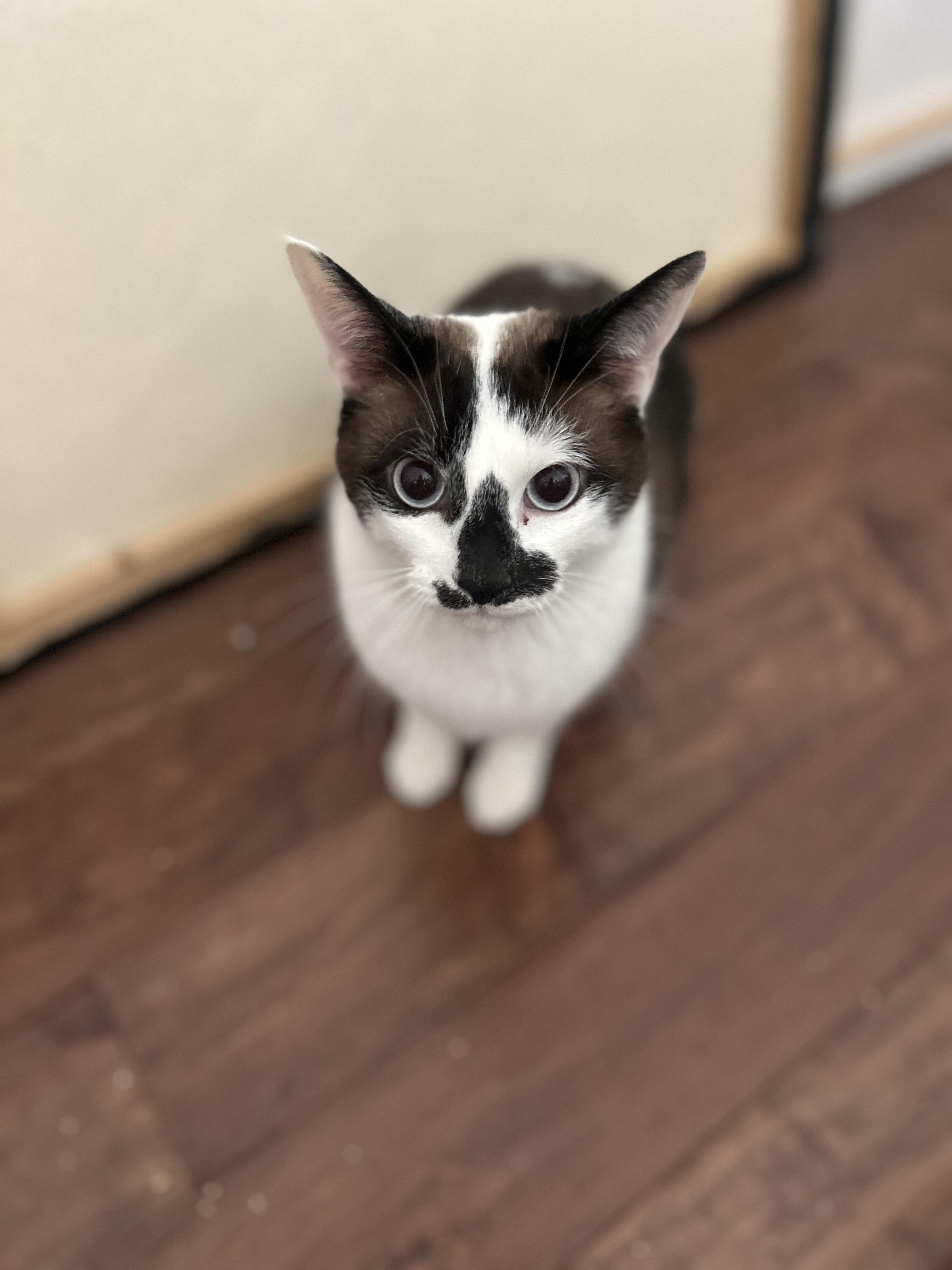 Sunny II, Adoptable, Adult Male American Shorthair.