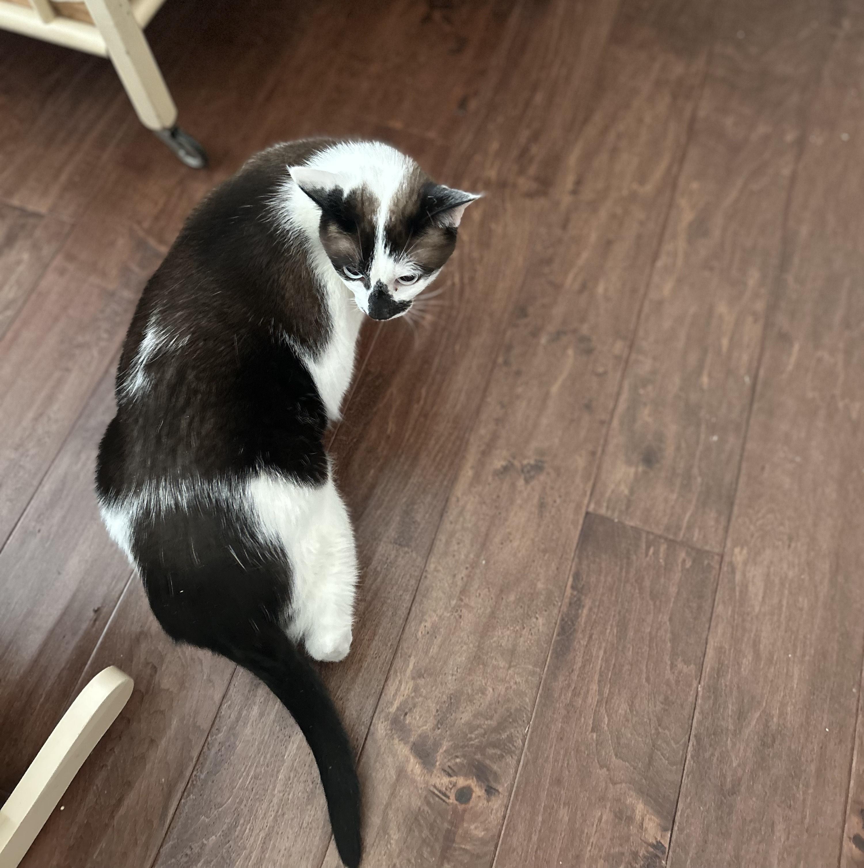 Enlarge Sunny II, a Adoptable American Shorthair in West Seneca, NY image 3/5