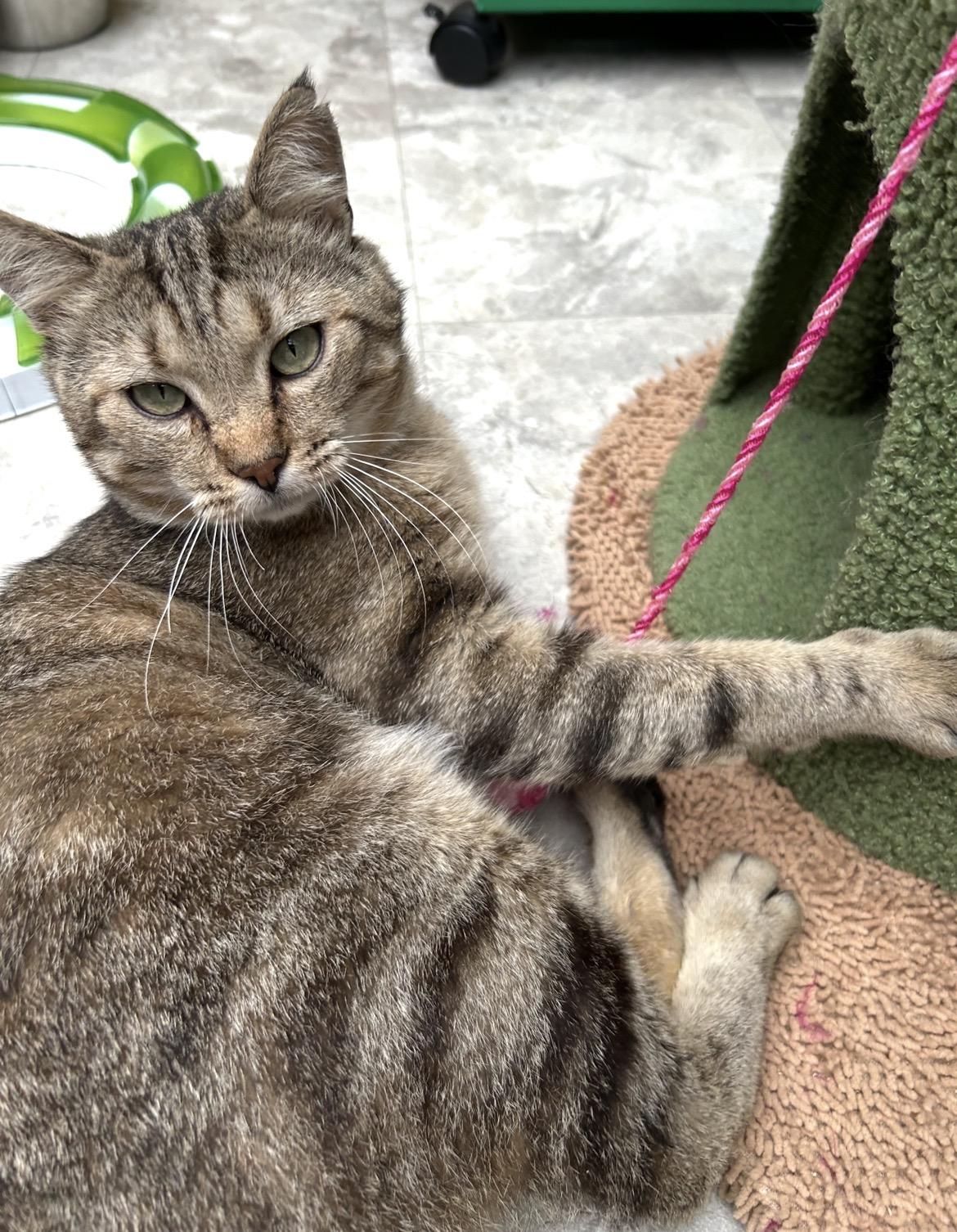Enlarge Tomahawk, a Adoptable Tabby in Maple Ridge, BC image 4/5