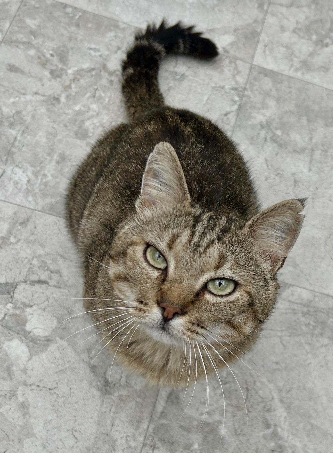Enlarge Tomahawk, a Adoptable Tabby in Maple Ridge, BC image 5/5