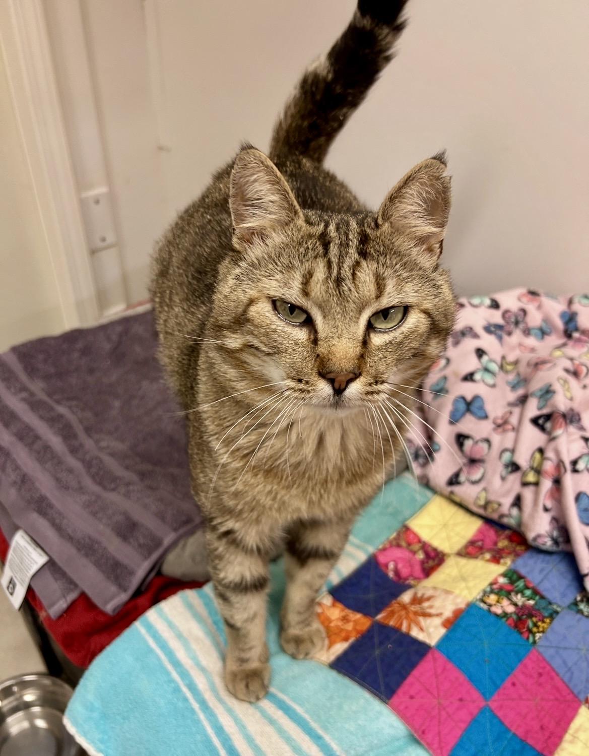Enlarge Tomahawk, a Adoptable Tabby in Maple Ridge, BC image 3/5