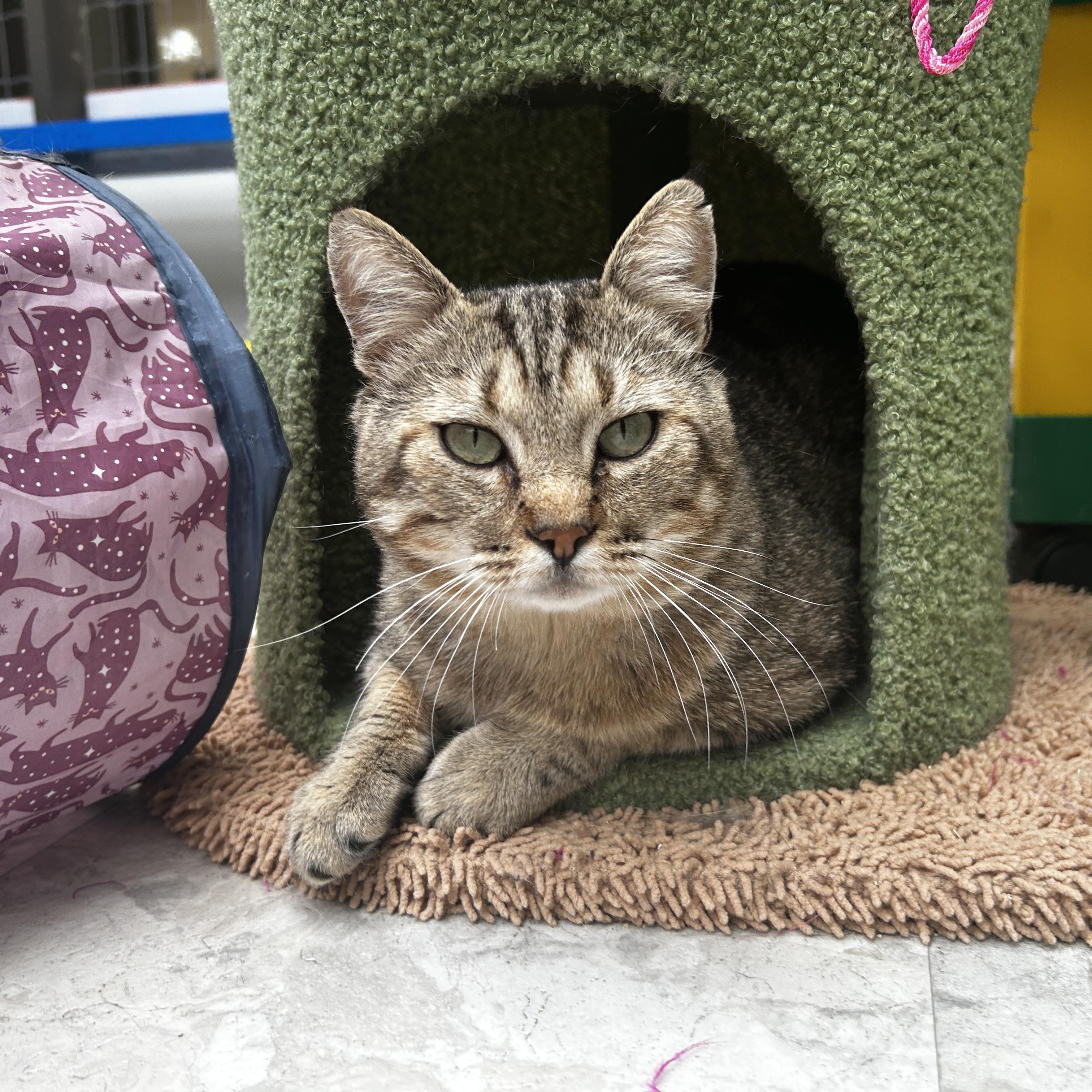 Enlarge Tomahawk, a Adoptable Tabby in Maple Ridge, BC image 2/5