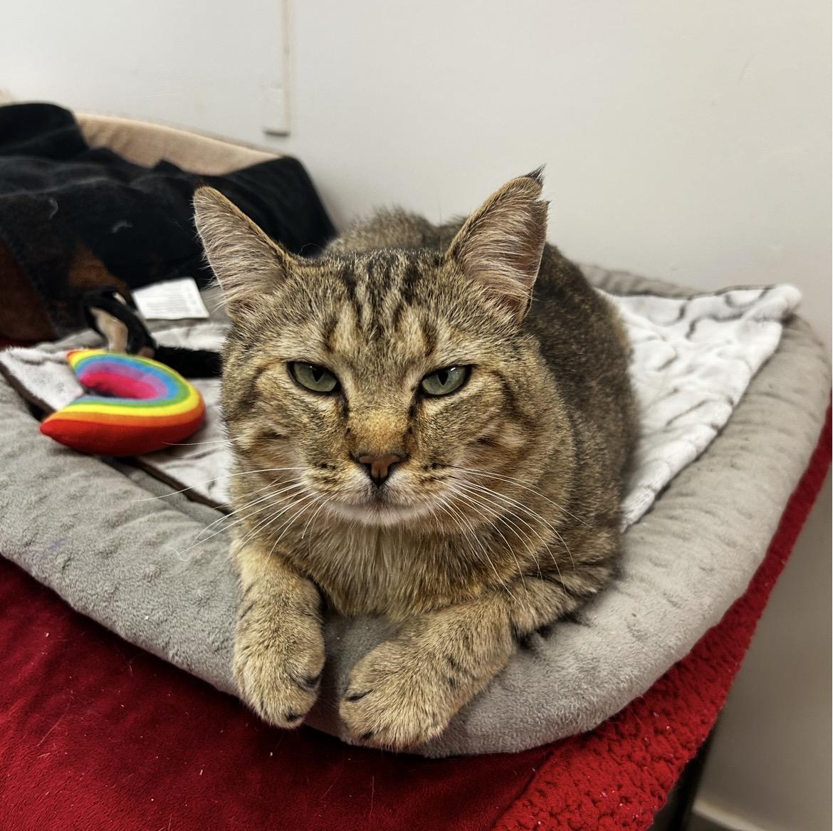 Tomahawk, Adoptable, Young Male Tabby.