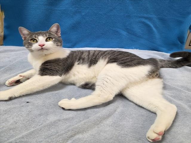 DRAKE, Adoptable, Young Male Domestic Short Hair.