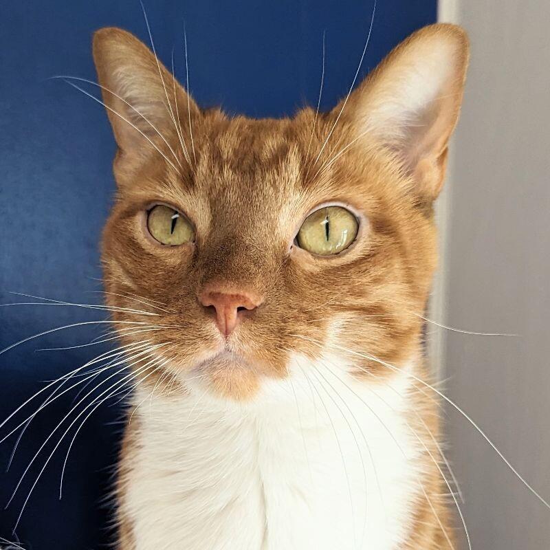 Simon, Adoptable, Adult Male Domestic Short Hair.