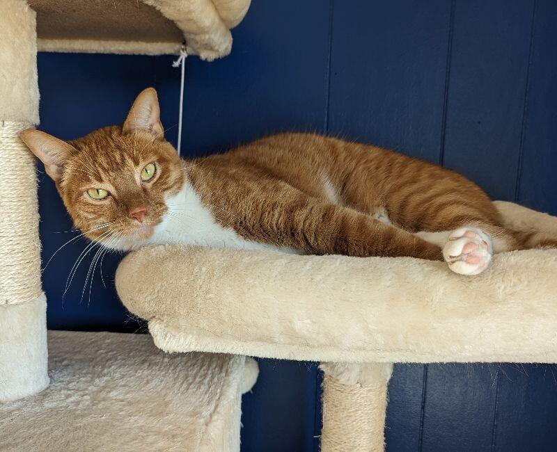Simon, a Adoptable Domestic Short Hair in Yankton, SD image 4/4