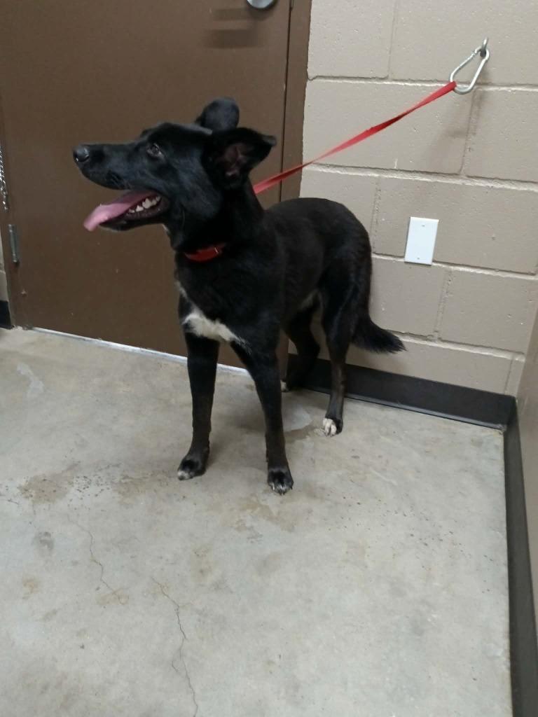 Mina, Adoptable, Young Female Labrador Retriever.