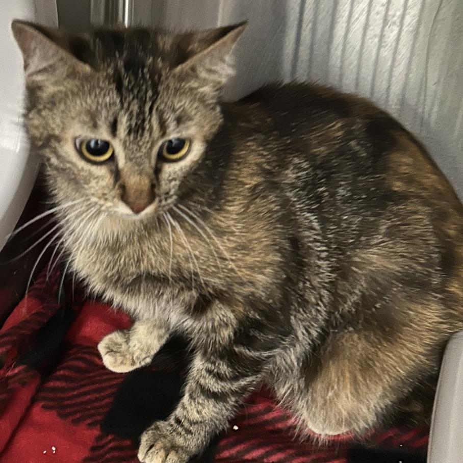 Enlarge Liberty, a Adoptable mixed breed in Amarillo, TX image 1/6