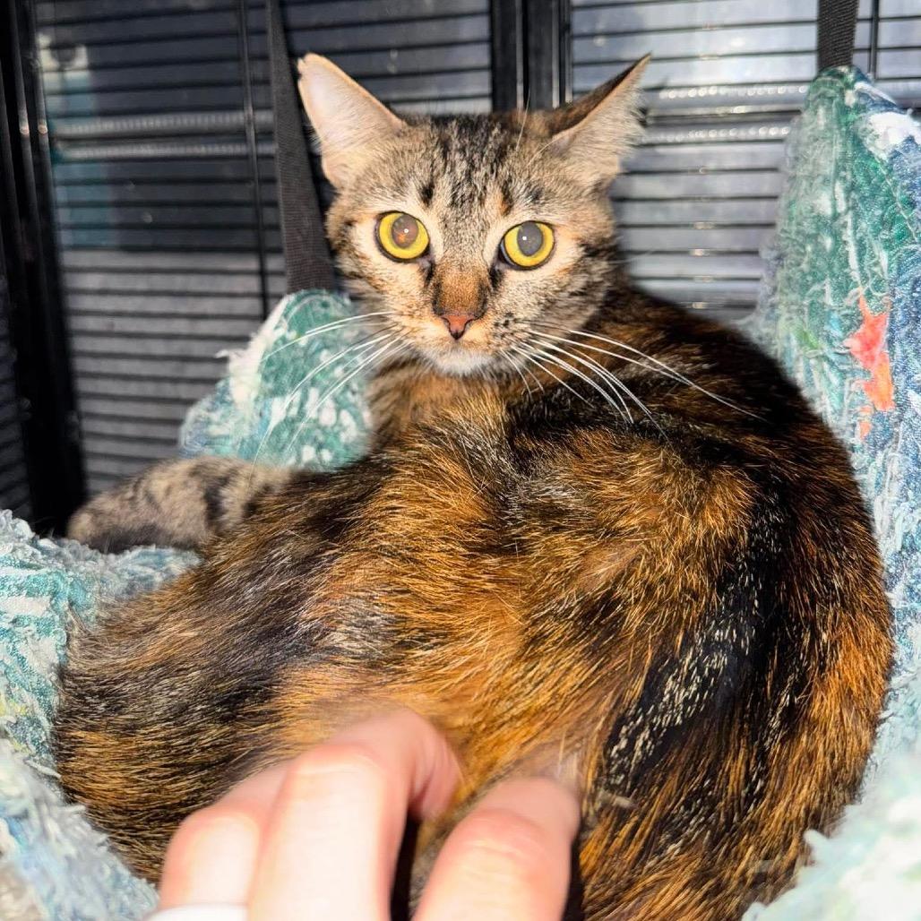 Enlarge Liberty, a Adoptable mixed breed in Amarillo, TX image 2/6