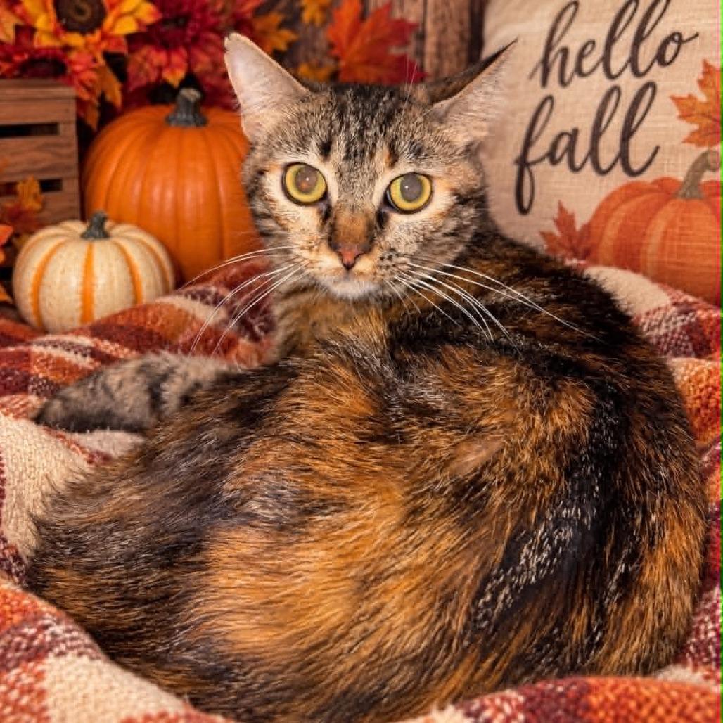 Enlarge Liberty, a Adoptable mixed breed in Amarillo, TX image 3/6