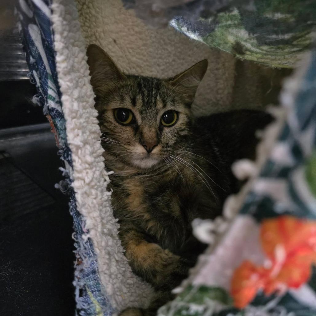 Enlarge Liberty, a Adoptable mixed breed in Amarillo, TX image 4/6