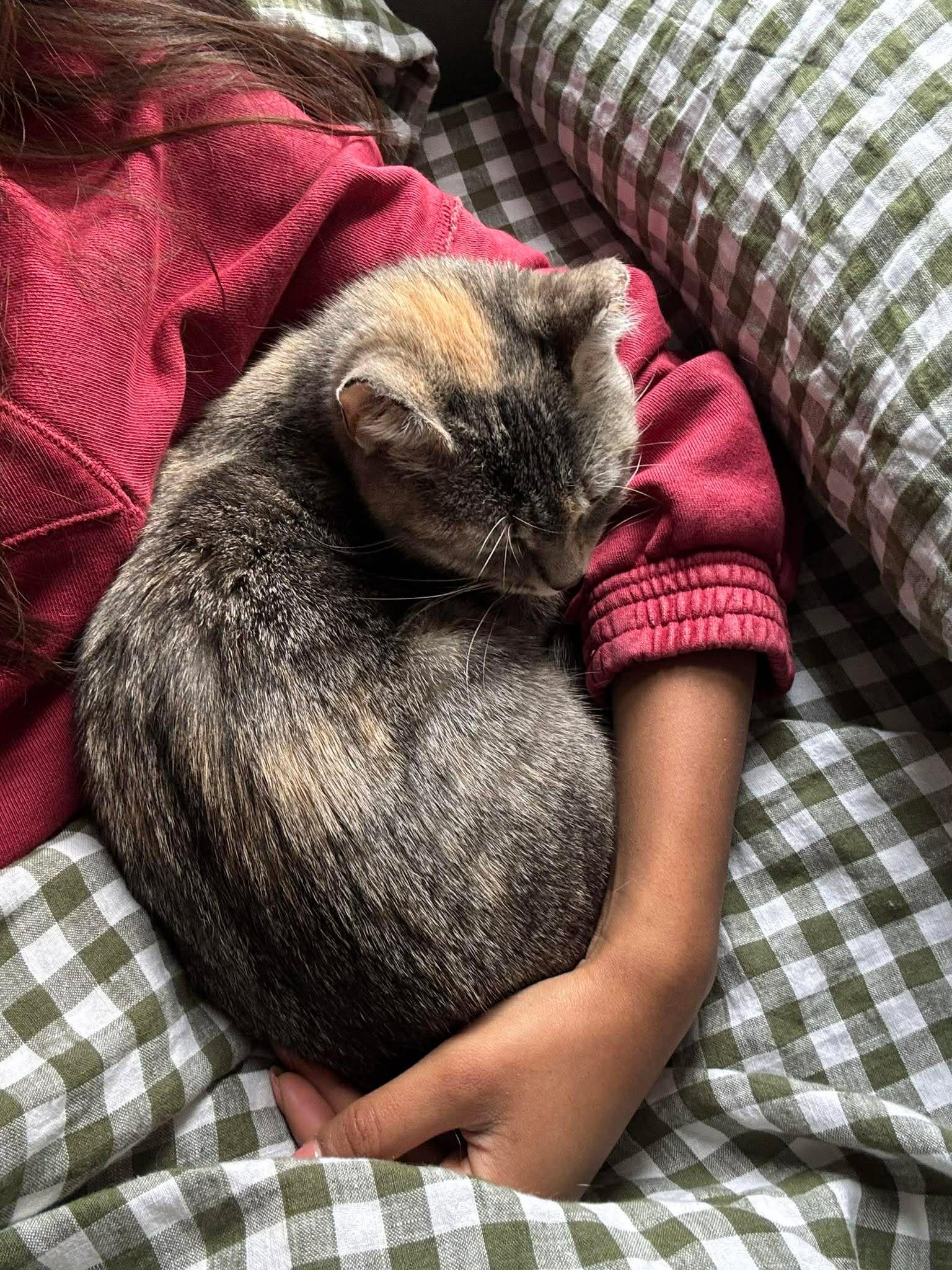 Enlarge Sprinkles, a ADOPTABLE Domestic Short Hair in Rochester , NY image 2/6