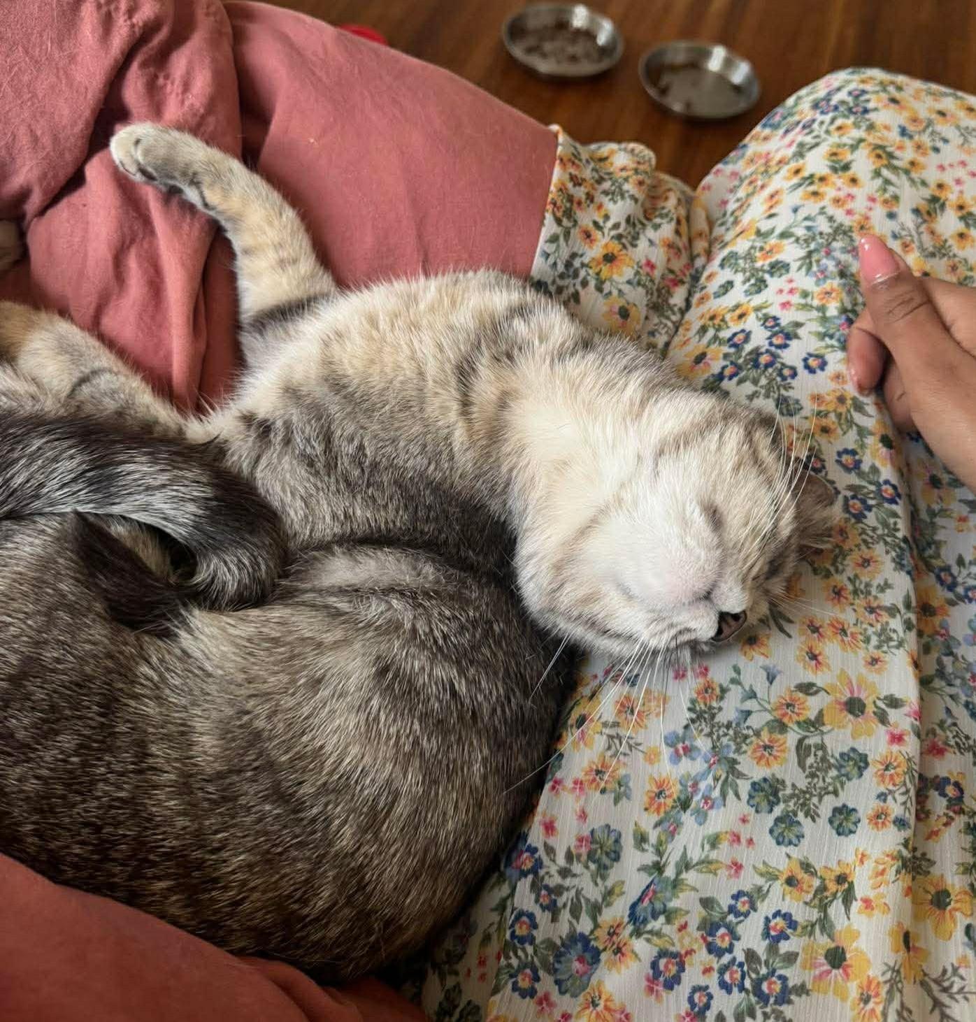 Enlarge Sprinkles, a ADOPTABLE Domestic Short Hair in Rochester , NY image 6/6