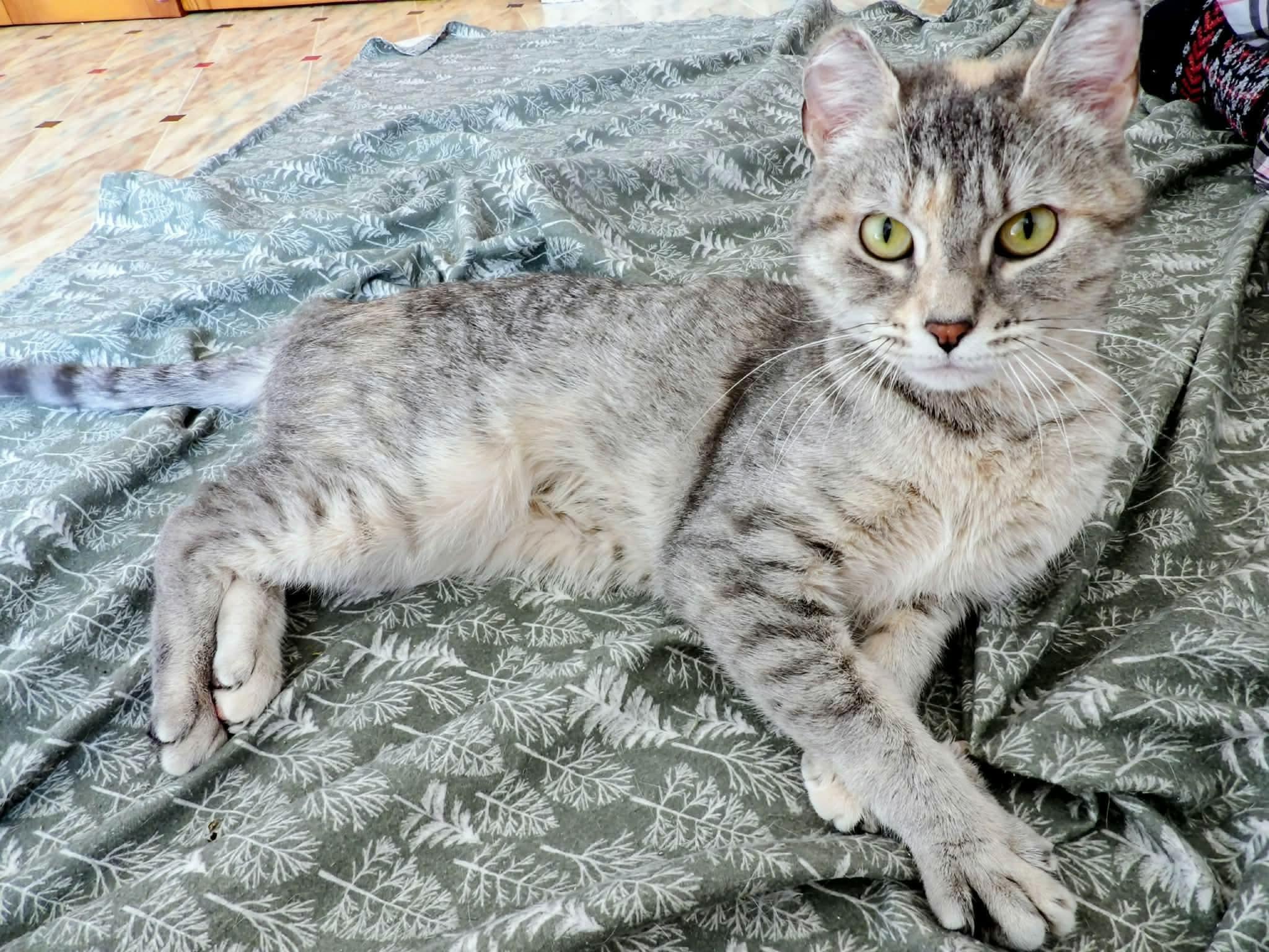 Enlarge Sprinkles, a ADOPTABLE Domestic Short Hair in Rochester , NY image 4/6