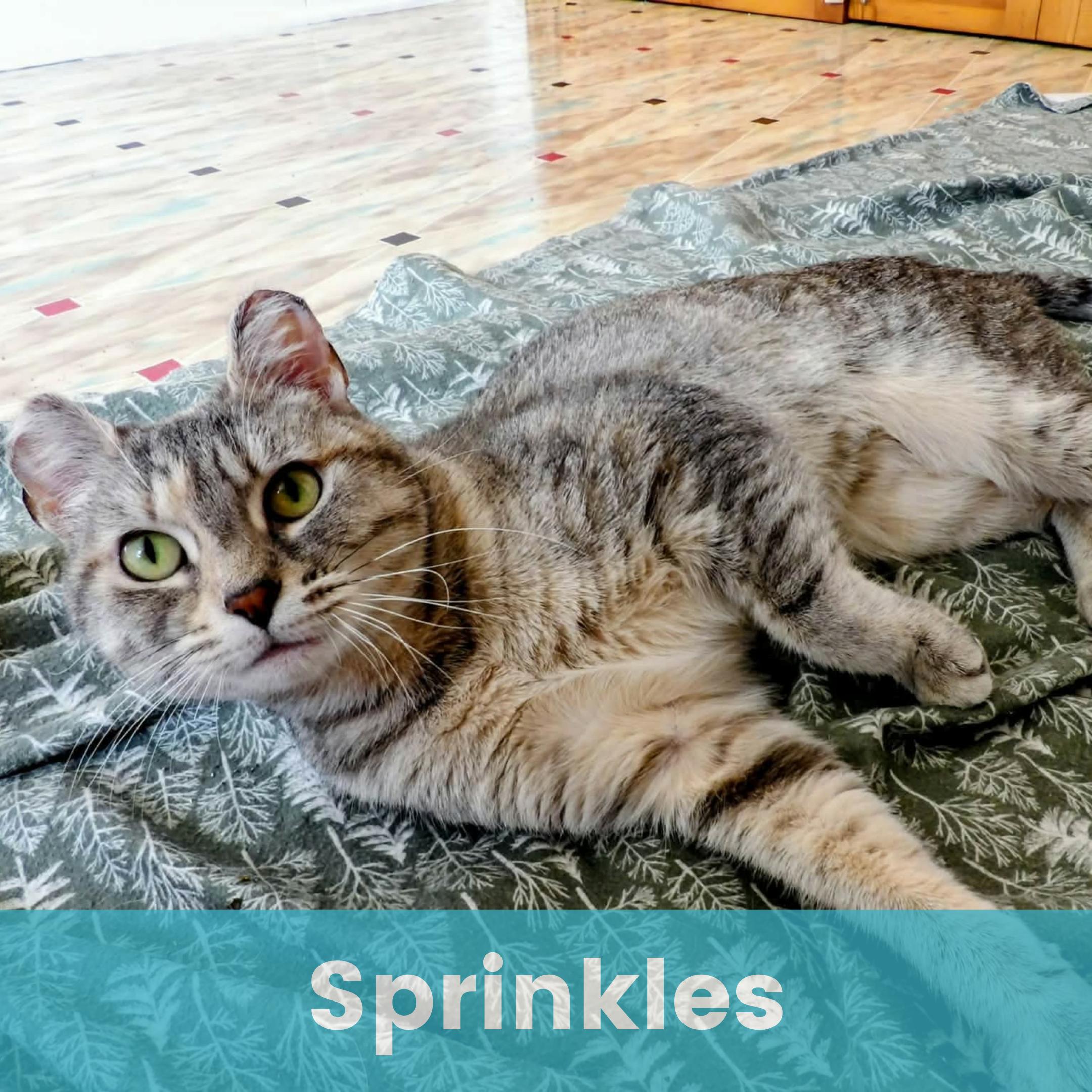 Enlarge Sprinkles, a ADOPTABLE Domestic Short Hair in Rochester , NY image 1/6