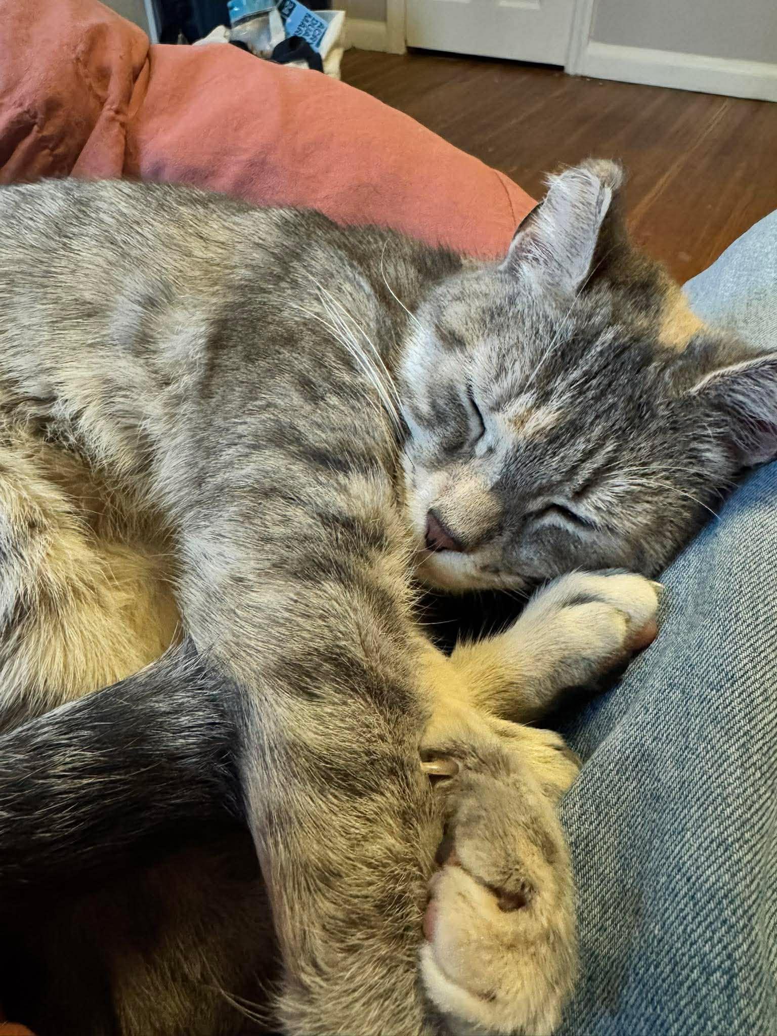 Enlarge Sprinkles, a ADOPTABLE Domestic Short Hair in Rochester , NY image 3/6