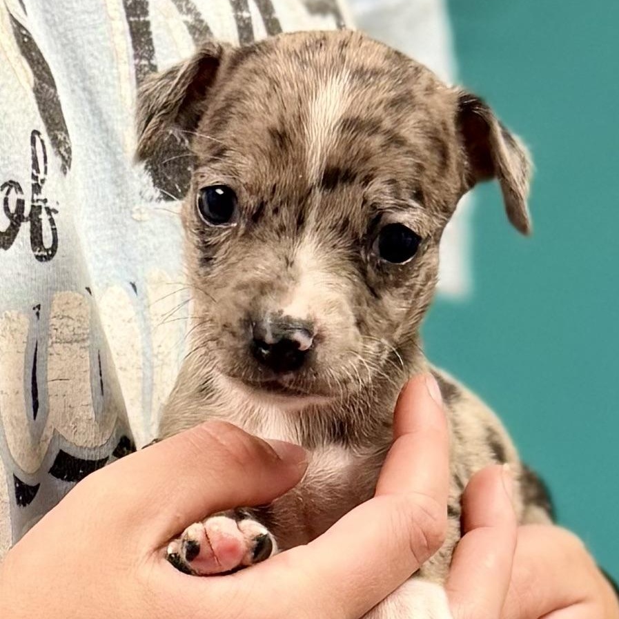 OLIVE - ARRIVING IN MAINE JULY 18TH, an adopted Mixed Breed in Berwick, ME image 2/6