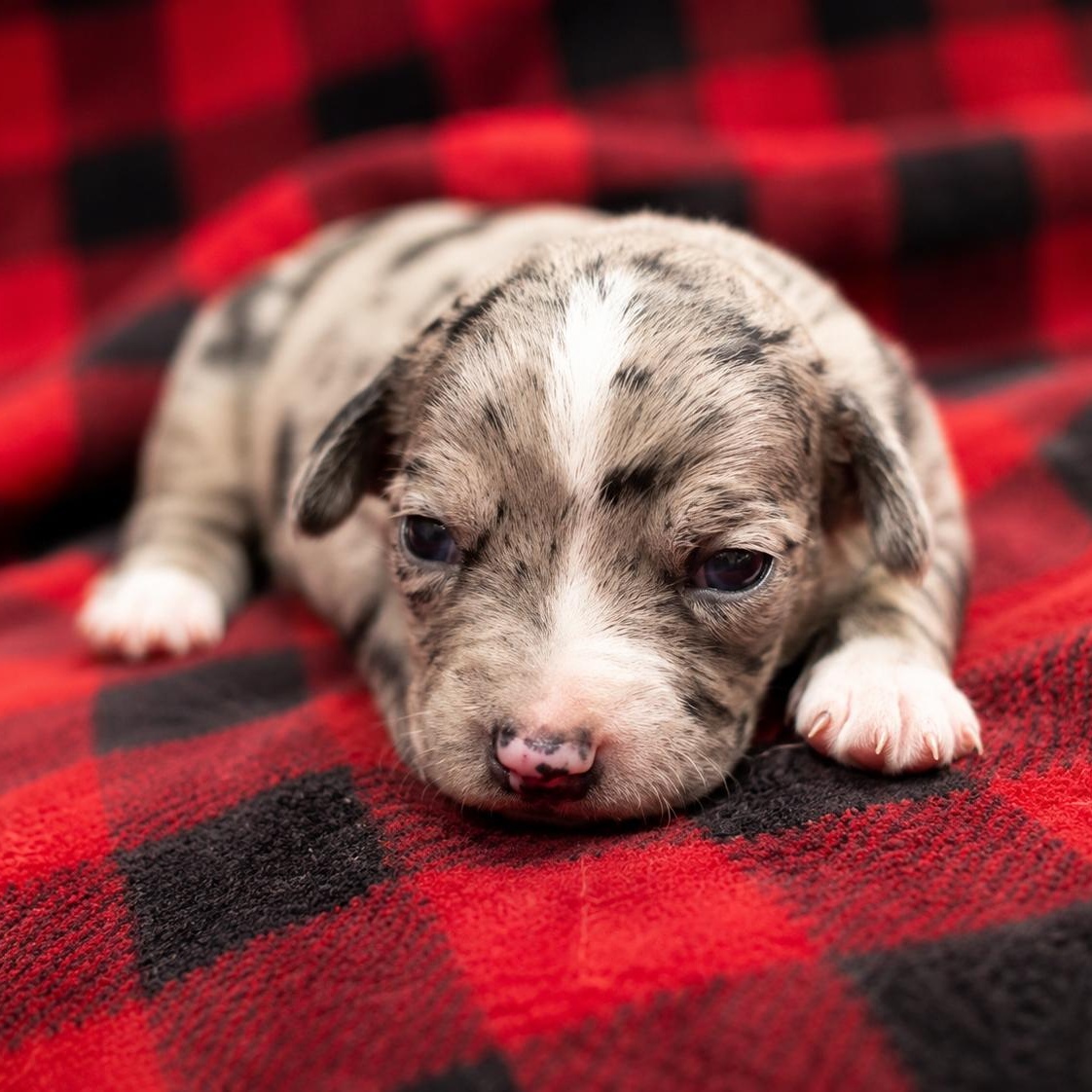 OLIVE - ARRIVING IN MAINE JULY 18TH, an adopted Mixed Breed in Berwick, ME image 3/6