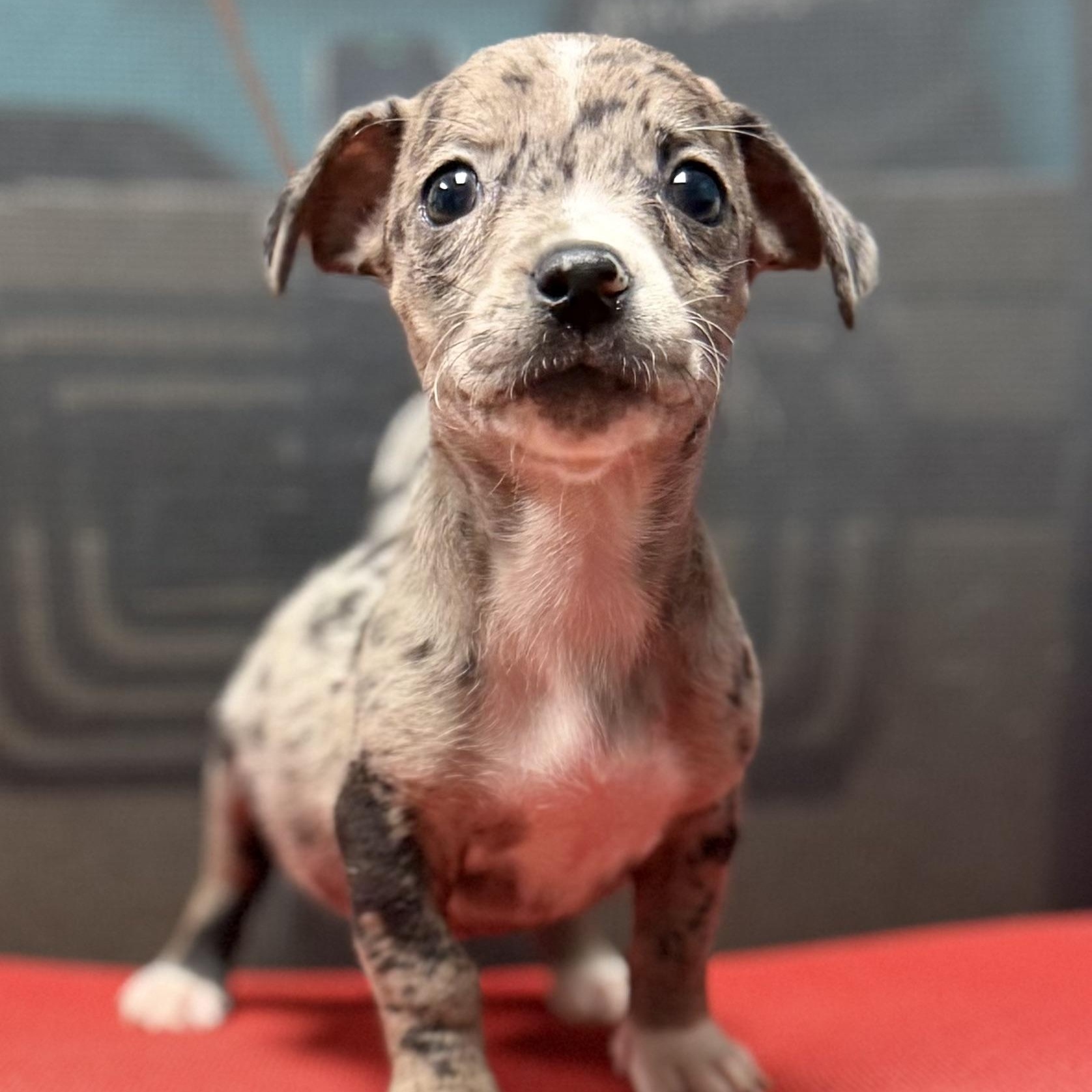 OLIVE - ARRIVING IN MAINE JULY 18TH, an adopted Mixed Breed in Berwick, ME image 4/6