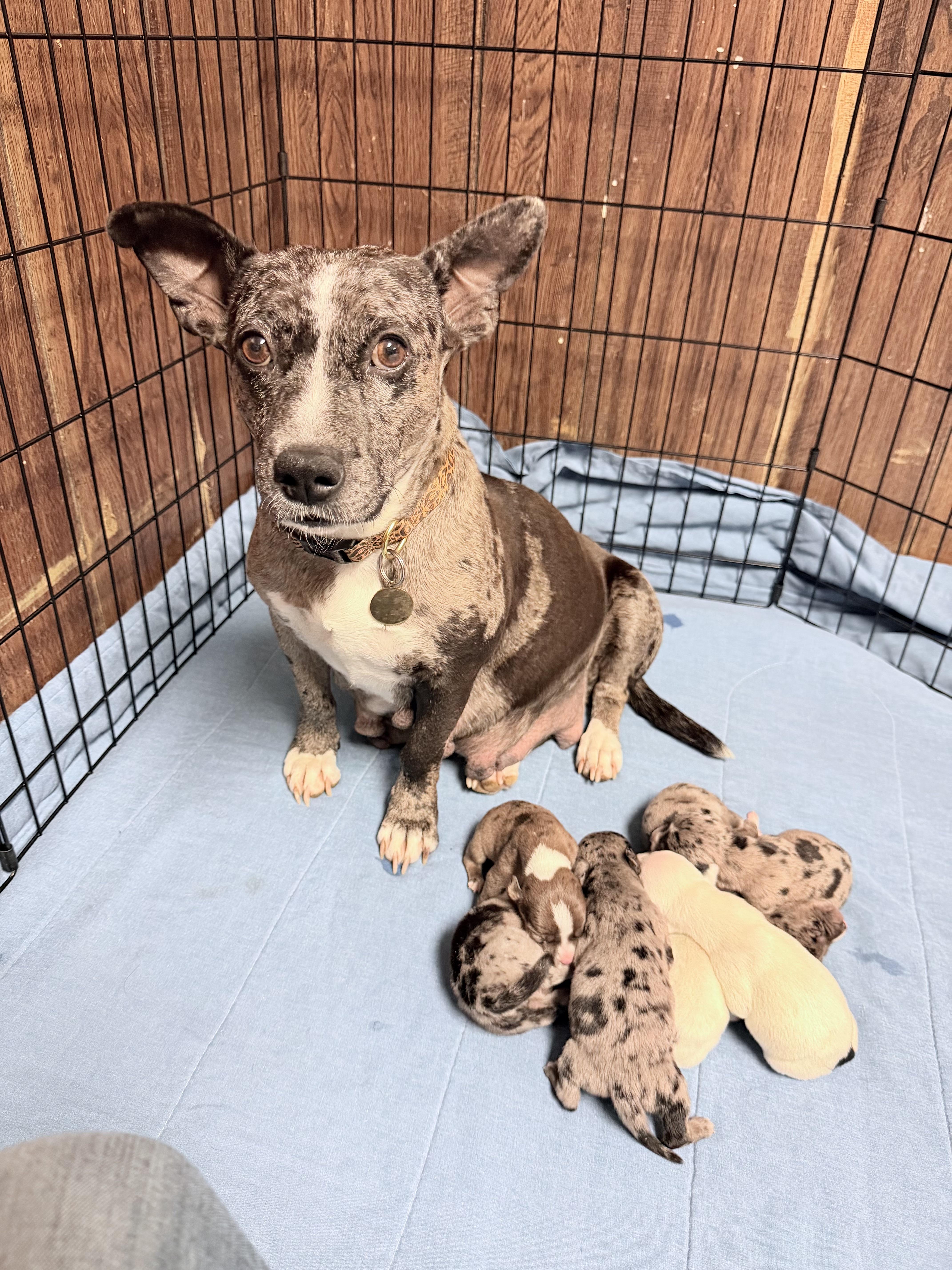 OLIVE - ARRIVING IN MAINE JULY 18TH, an adopted Mixed Breed in Berwick, ME image 6/6