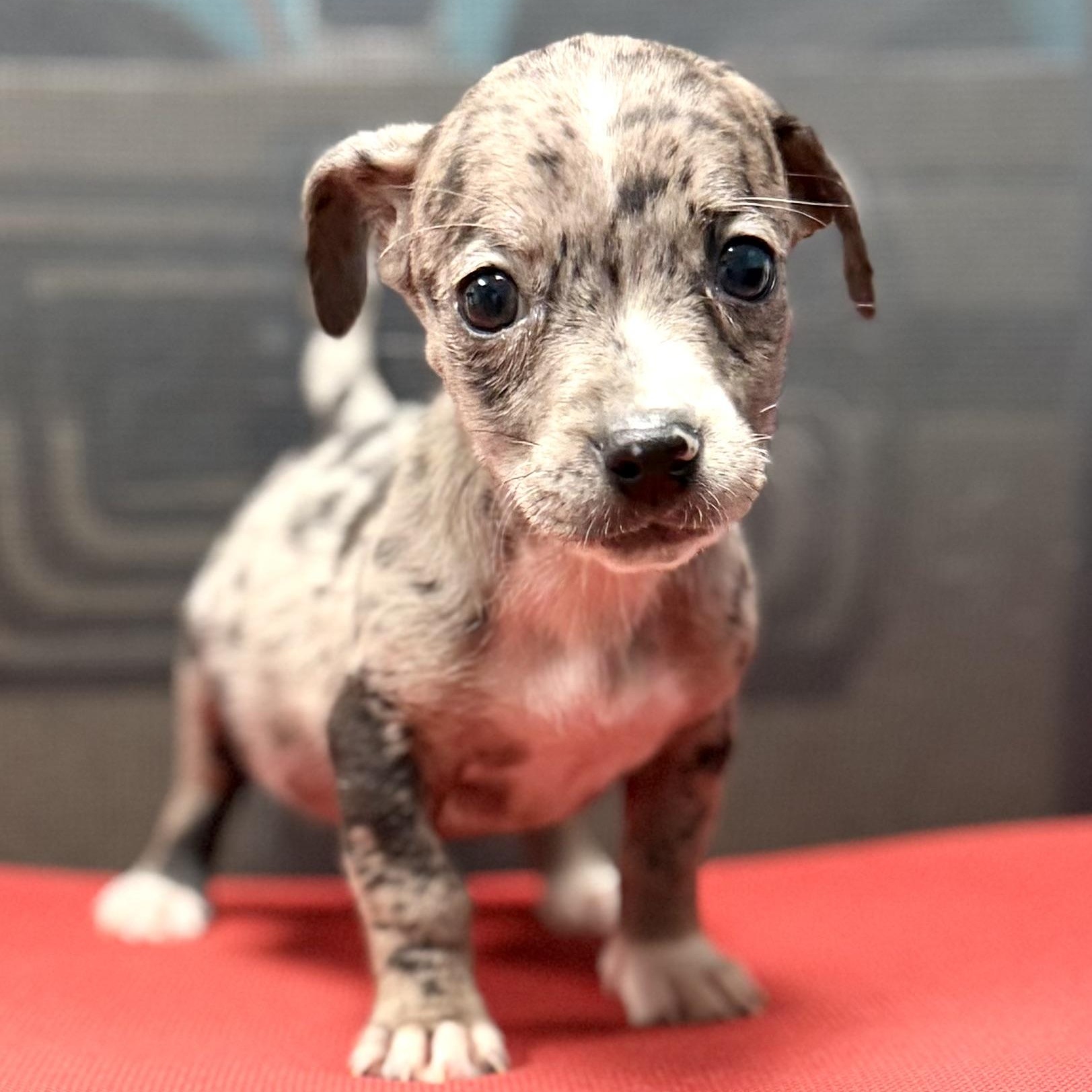 OLIVE - ARRIVING IN MAINE JULY 18TH, adopted, Puppy Female Mixed Breed.