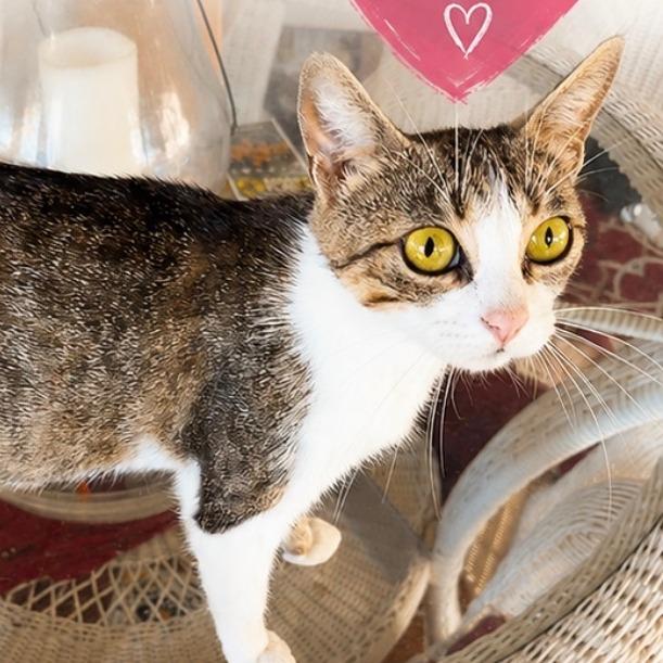 Queenie, Adoptable, Young Female Domestic Short Hair.
