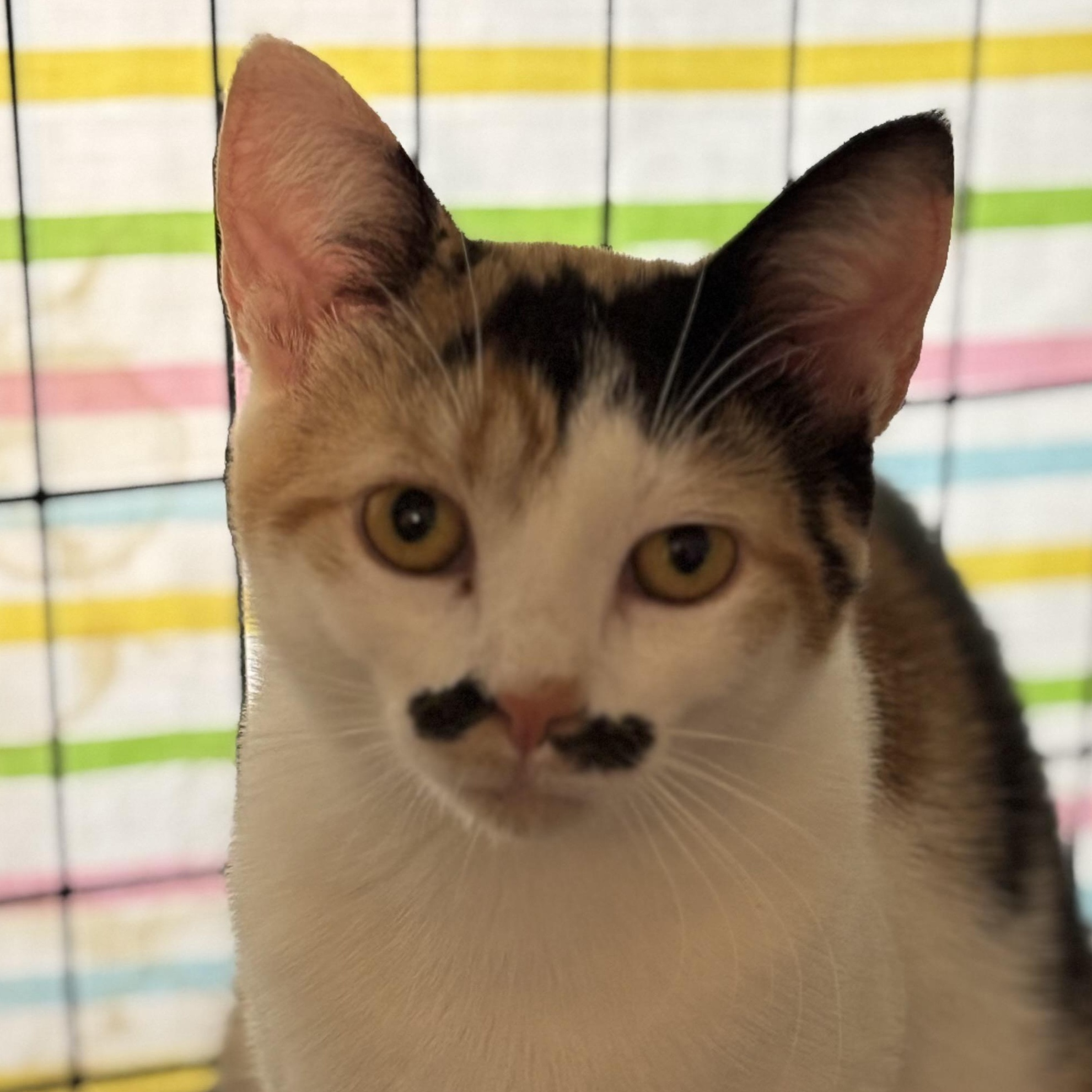 Enlarge Sriracha - PENDING ADOPTION, an adopted Domestic Short Hair in Fair Haven, VT image 2/6