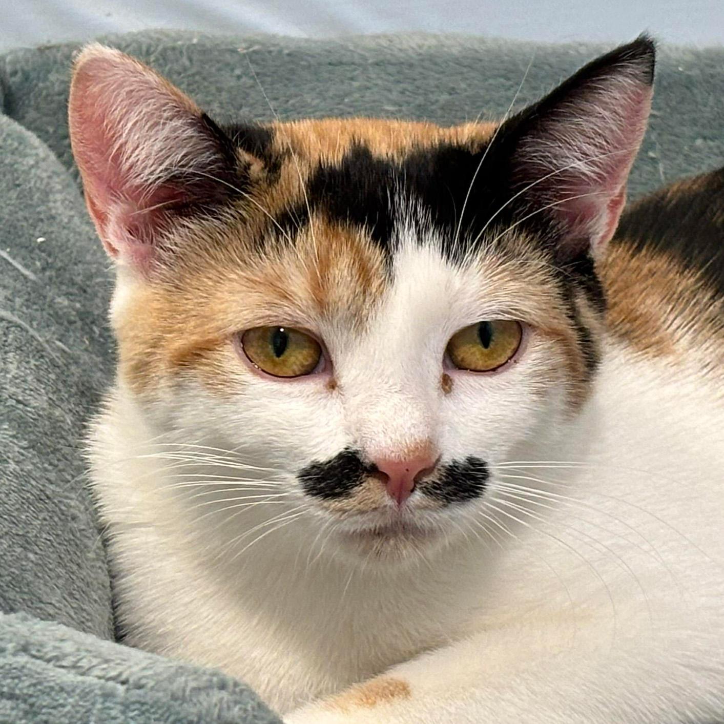 Enlarge Sriracha - PENDING ADOPTION, an adopted Domestic Short Hair in Fair Haven, VT image 1/6