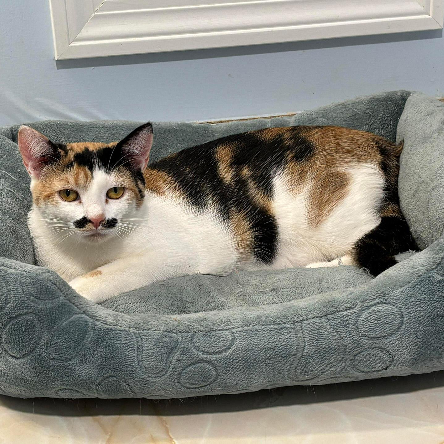 Enlarge Sriracha - PENDING ADOPTION, an adopted Domestic Short Hair in Fair Haven, VT image 5/6