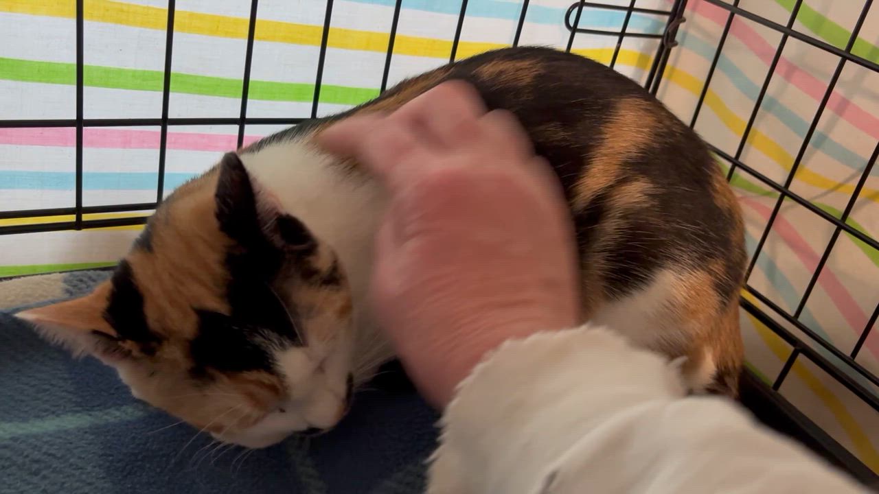 Enlarge Sriracha - PENDING ADOPTION, an adopted Domestic Short Hair in Fair Haven, VT video 3/6