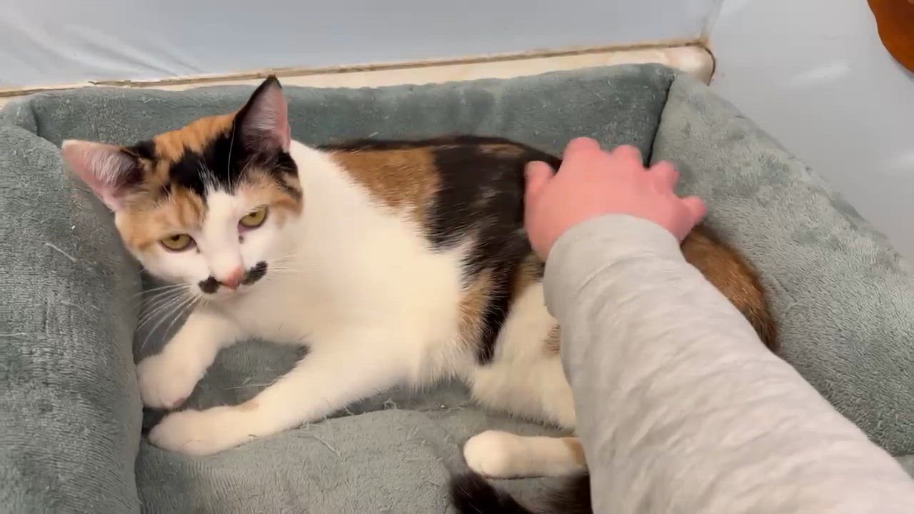 Enlarge Sriracha - PENDING ADOPTION, an adopted Domestic Short Hair in Fair Haven, VT video 6/6