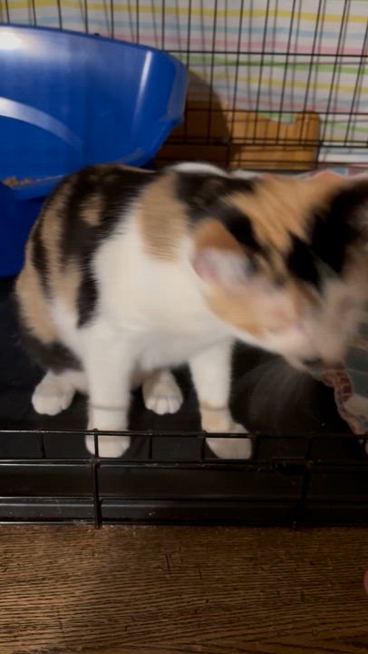 Enlarge Sriracha - PENDING ADOPTION, an adopted Domestic Short Hair in Fair Haven, VT video 4/6