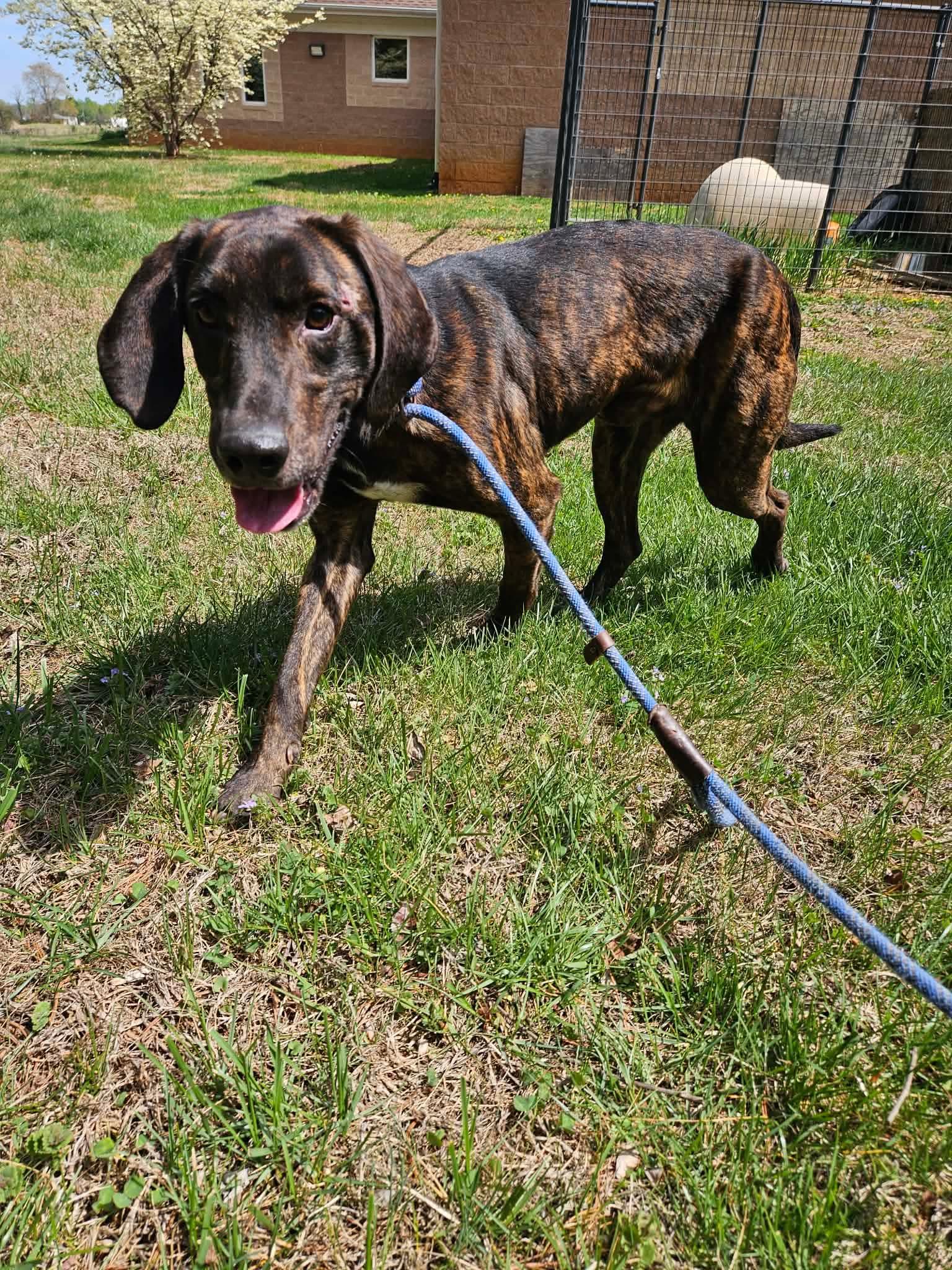 Enlarge Lil Spatula, a ADOPTABLE Plott Hound in Culpeper, VA image 1/1