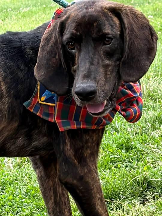 Enlarge Lil Spatula, a ADOPTABLE Plott Hound in Culpeper, VA image 1/2