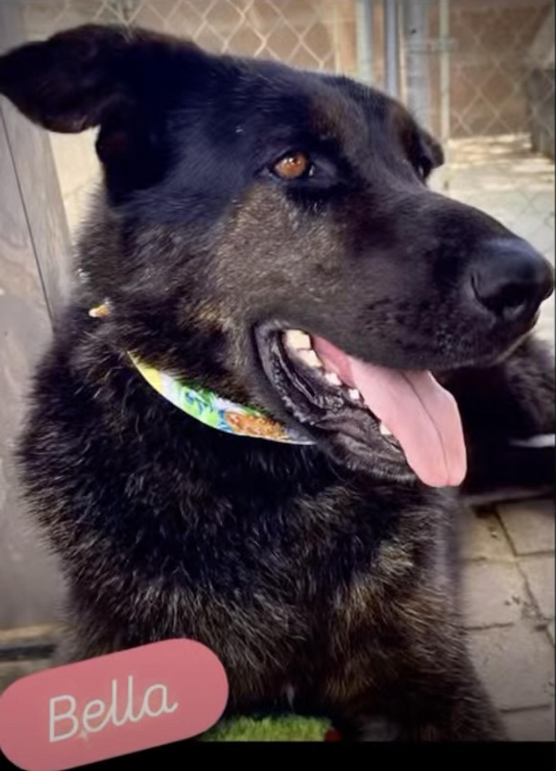 Bella - Adopt or foster available, a Adoptable mixed breed in Encino, CA image 1/5