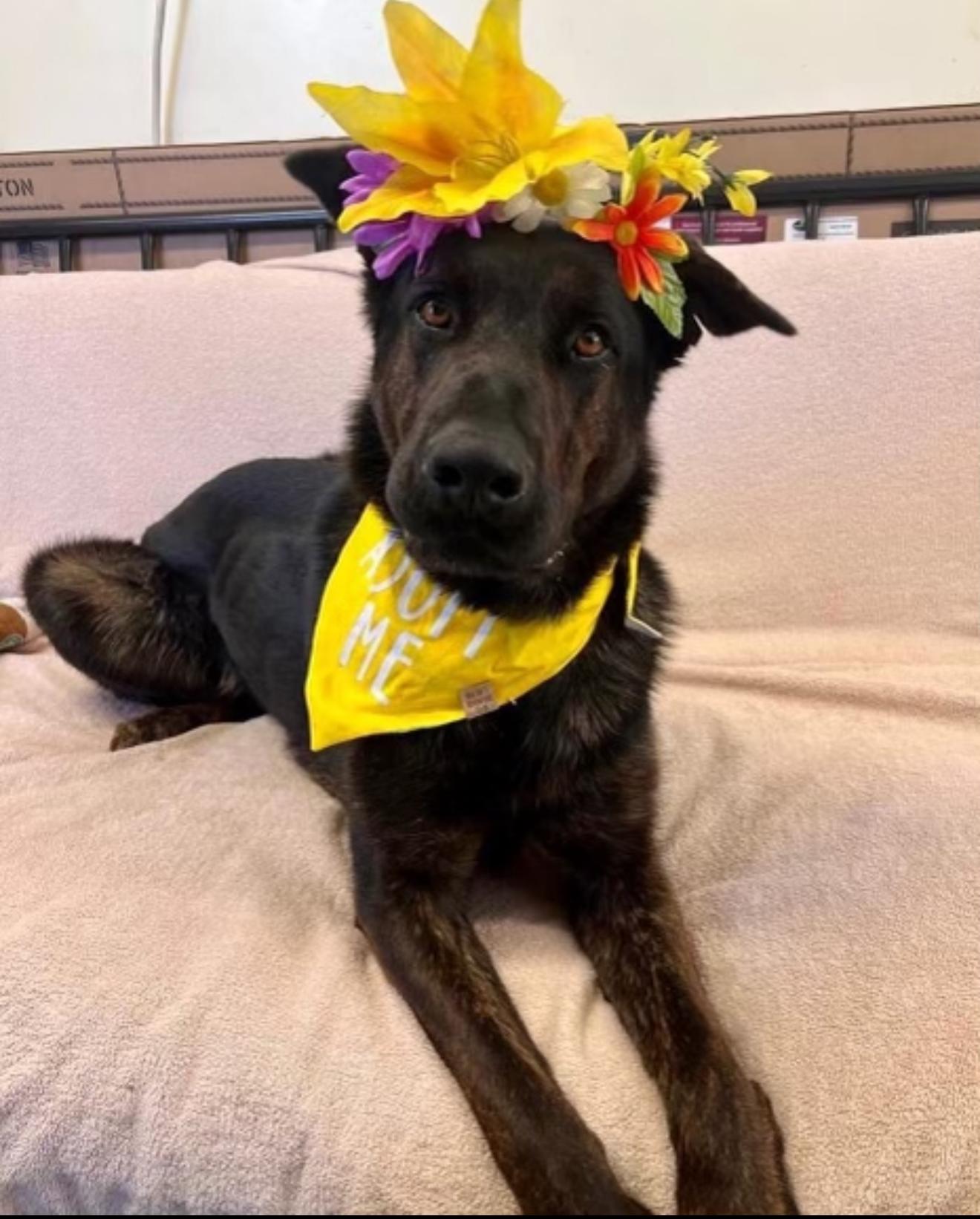 Bella - Adopt or foster available, Adoptable, Adult Female Mixed Breed & Chocolate Labrador Retriever.