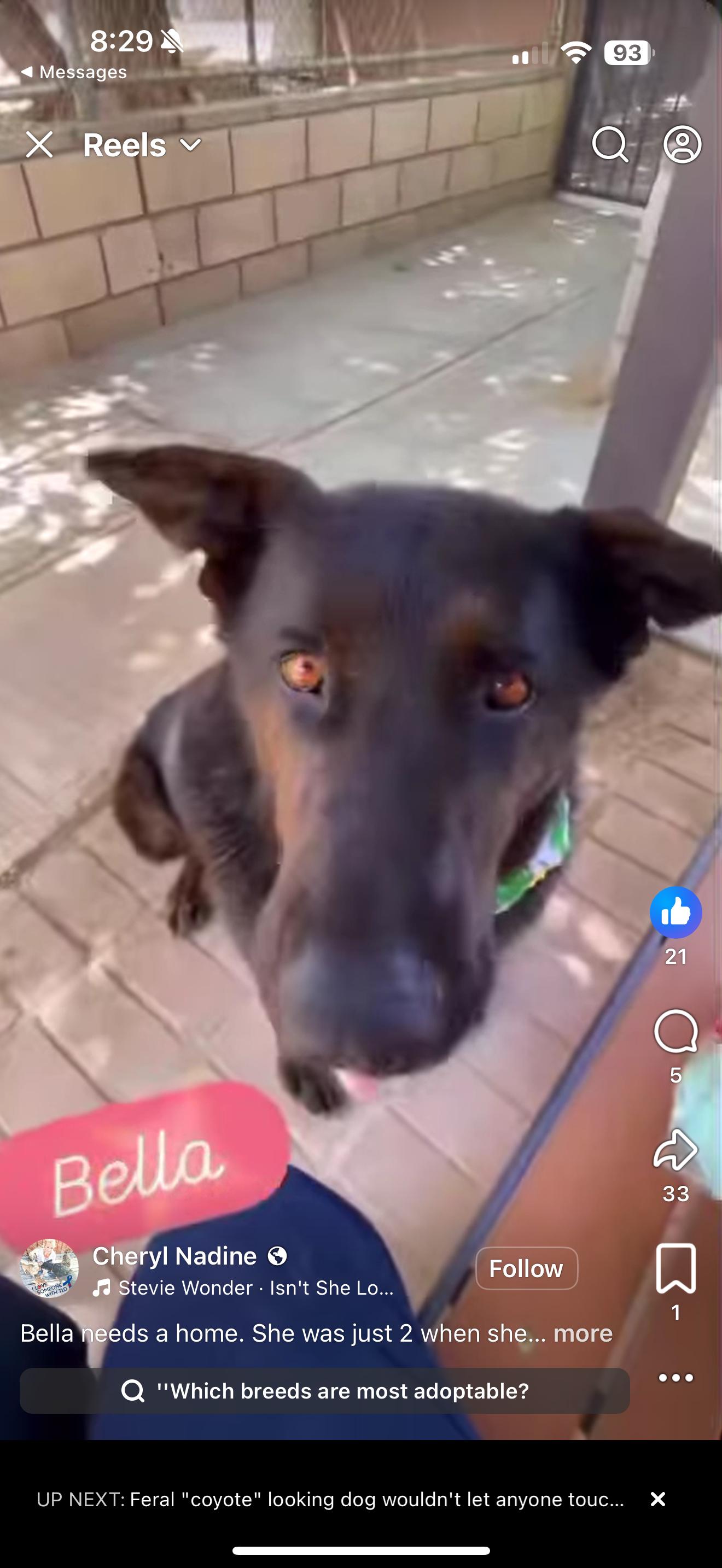 Bella - Adopt or foster available, Adoptable, Adult Female Mixed Breed & Chocolate Labrador Retriever.