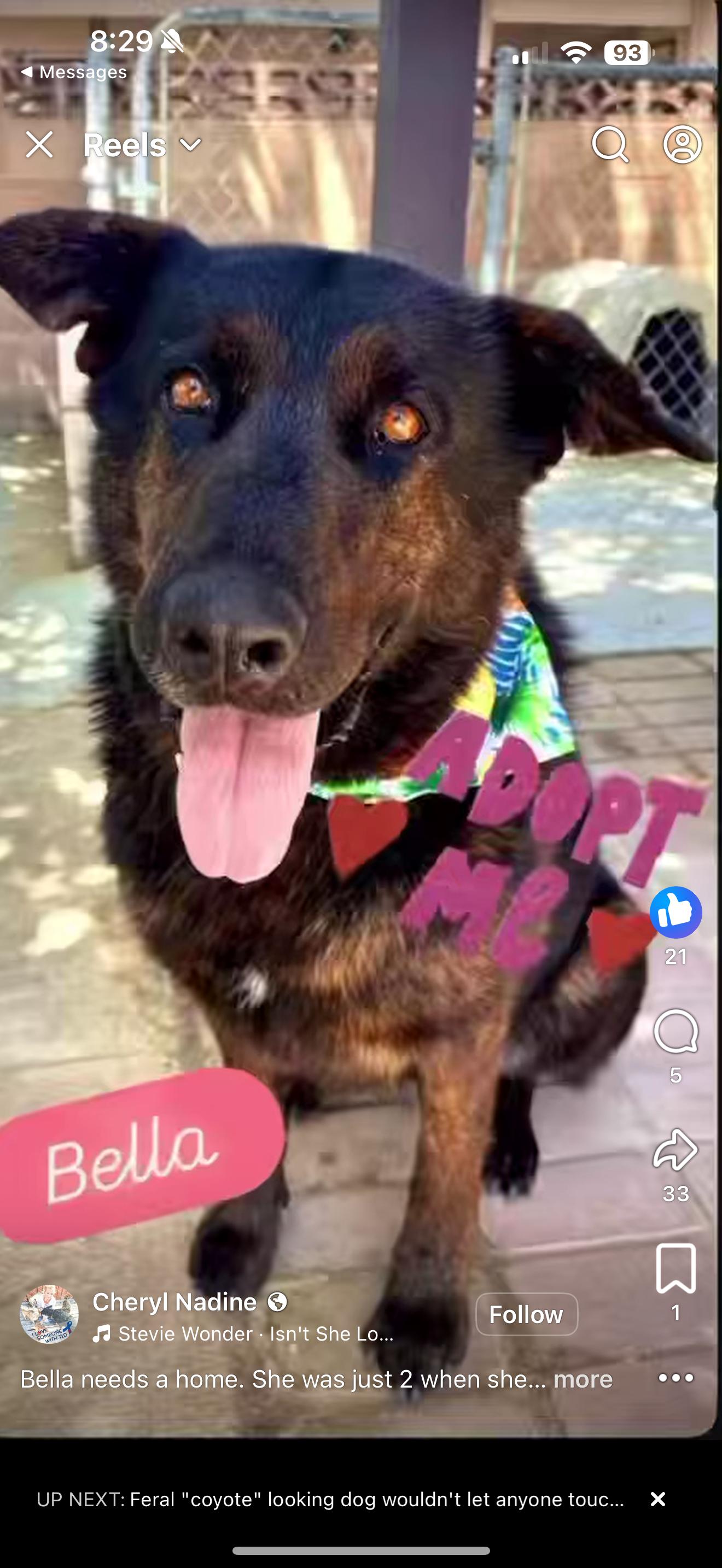 Bella - Adopt or foster available, a Adoptable mixed breed in Encino, CA image 4/5