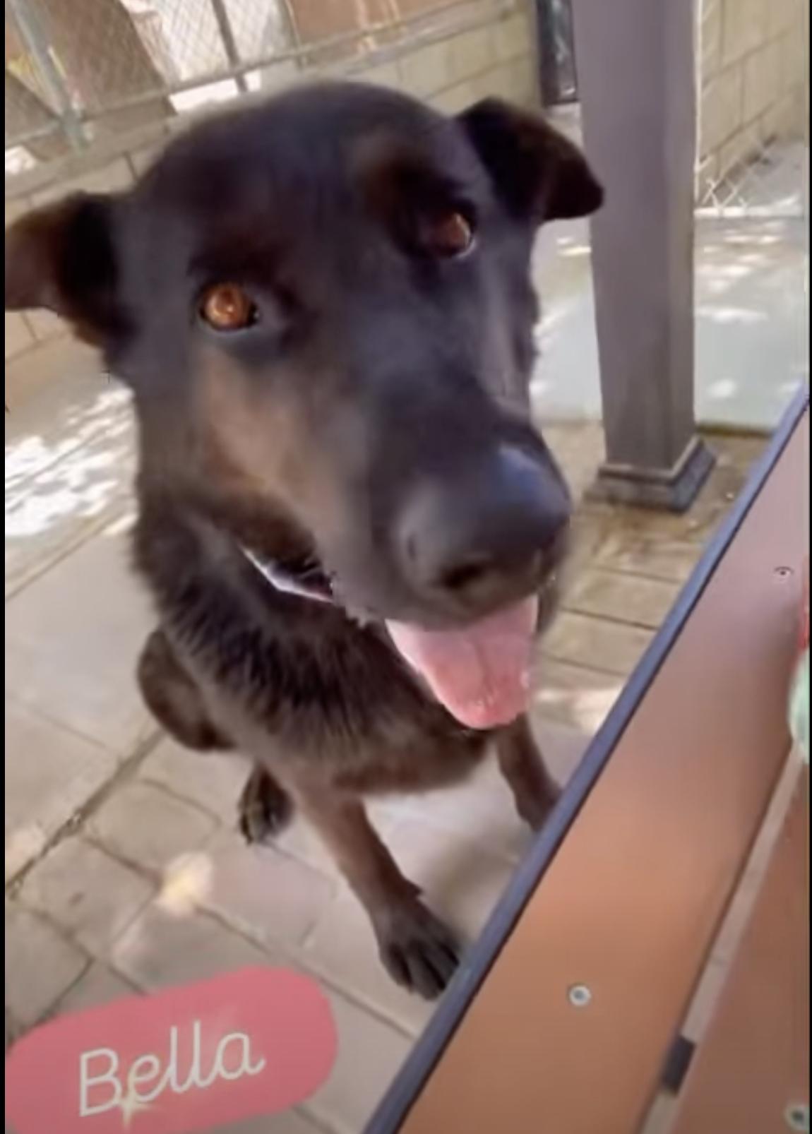 Bella - Adopt or foster available, a Adoptable mixed breed in Encino, CA image 5/5