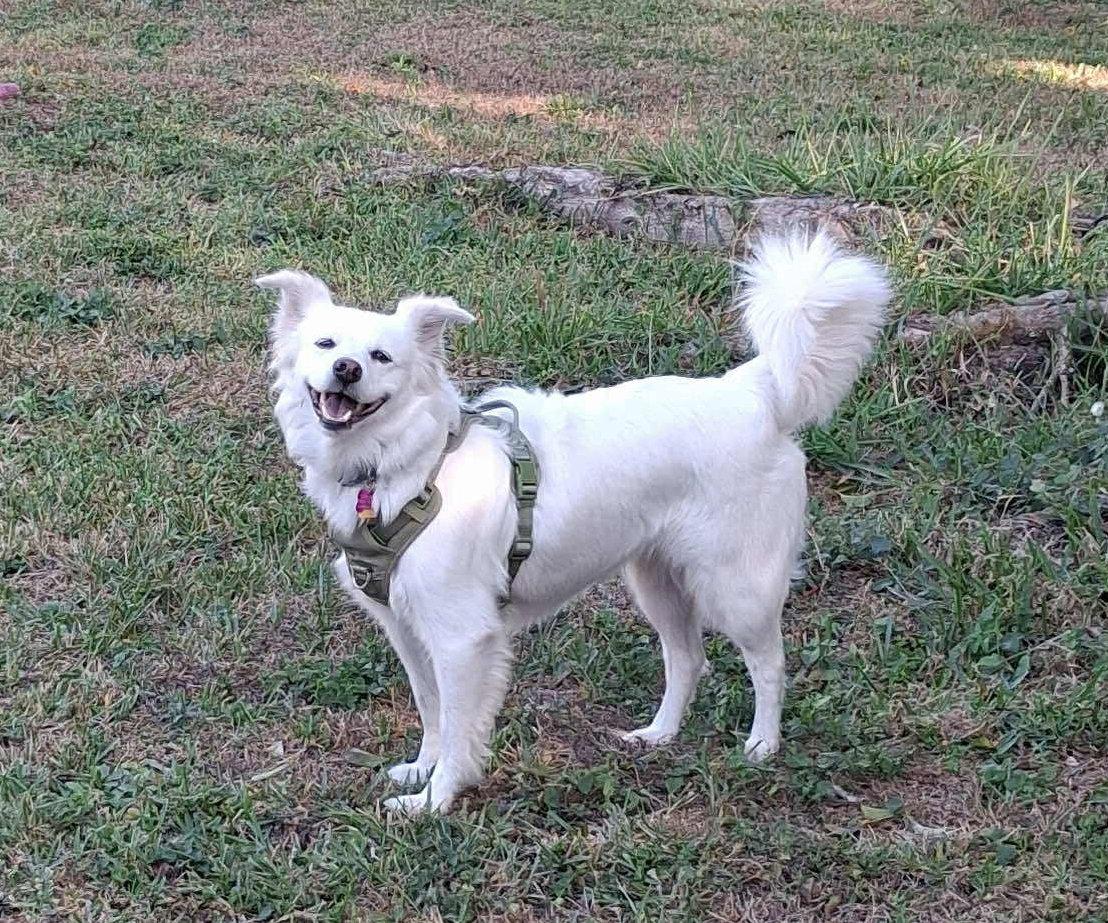 Luna of Central FL, Adopted, Young Female American Eskimo Dog.